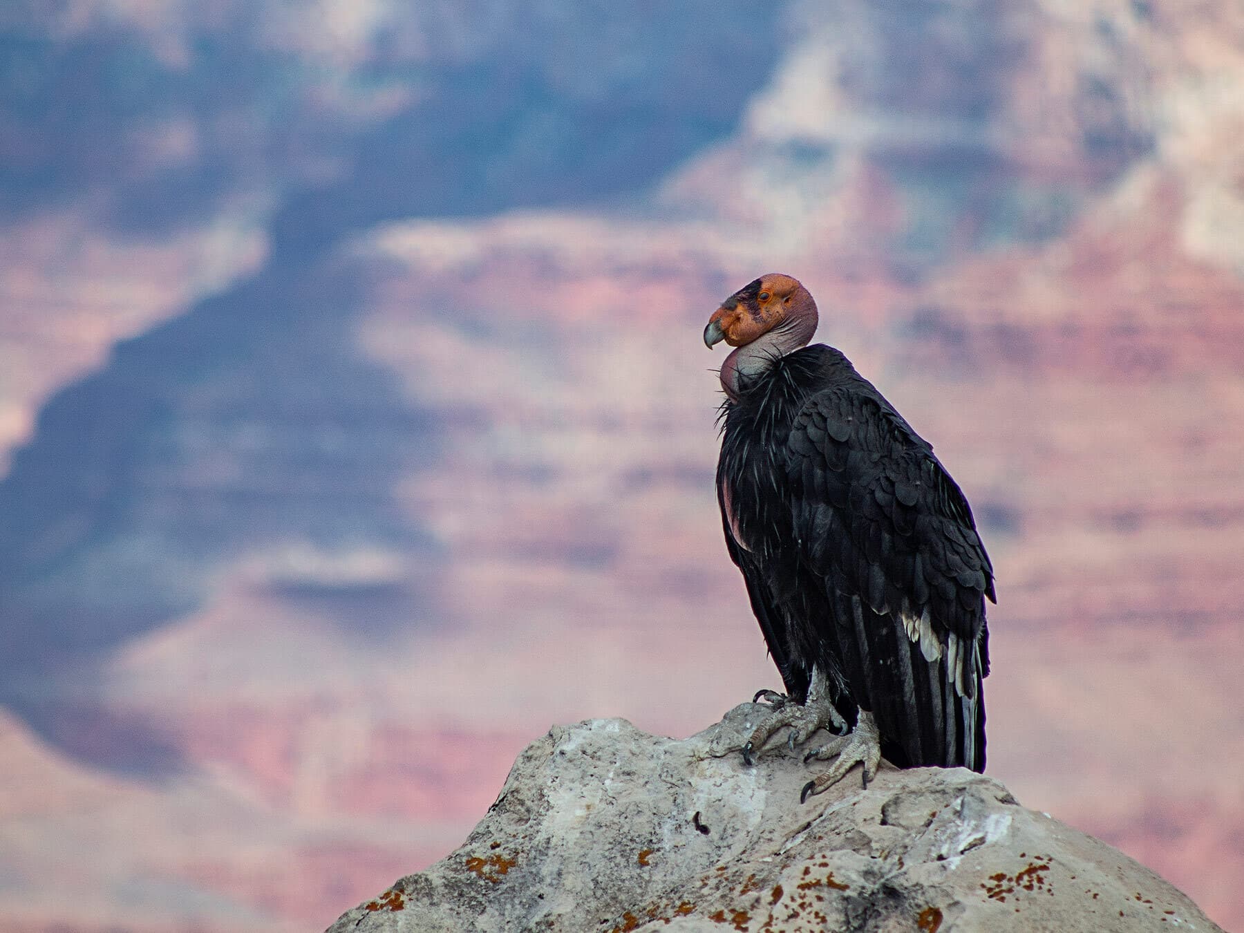 Perched california condor