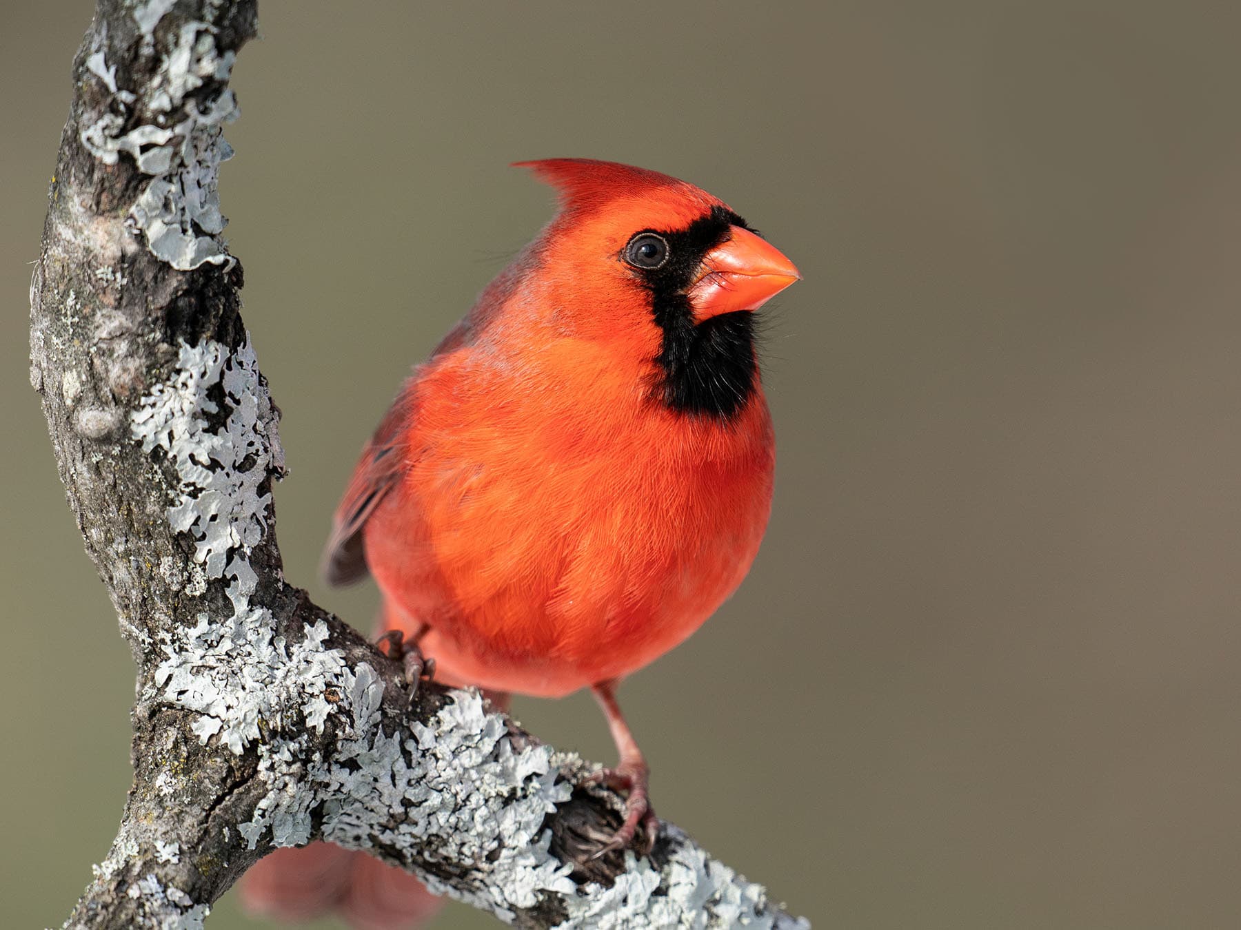 Perched cardinal