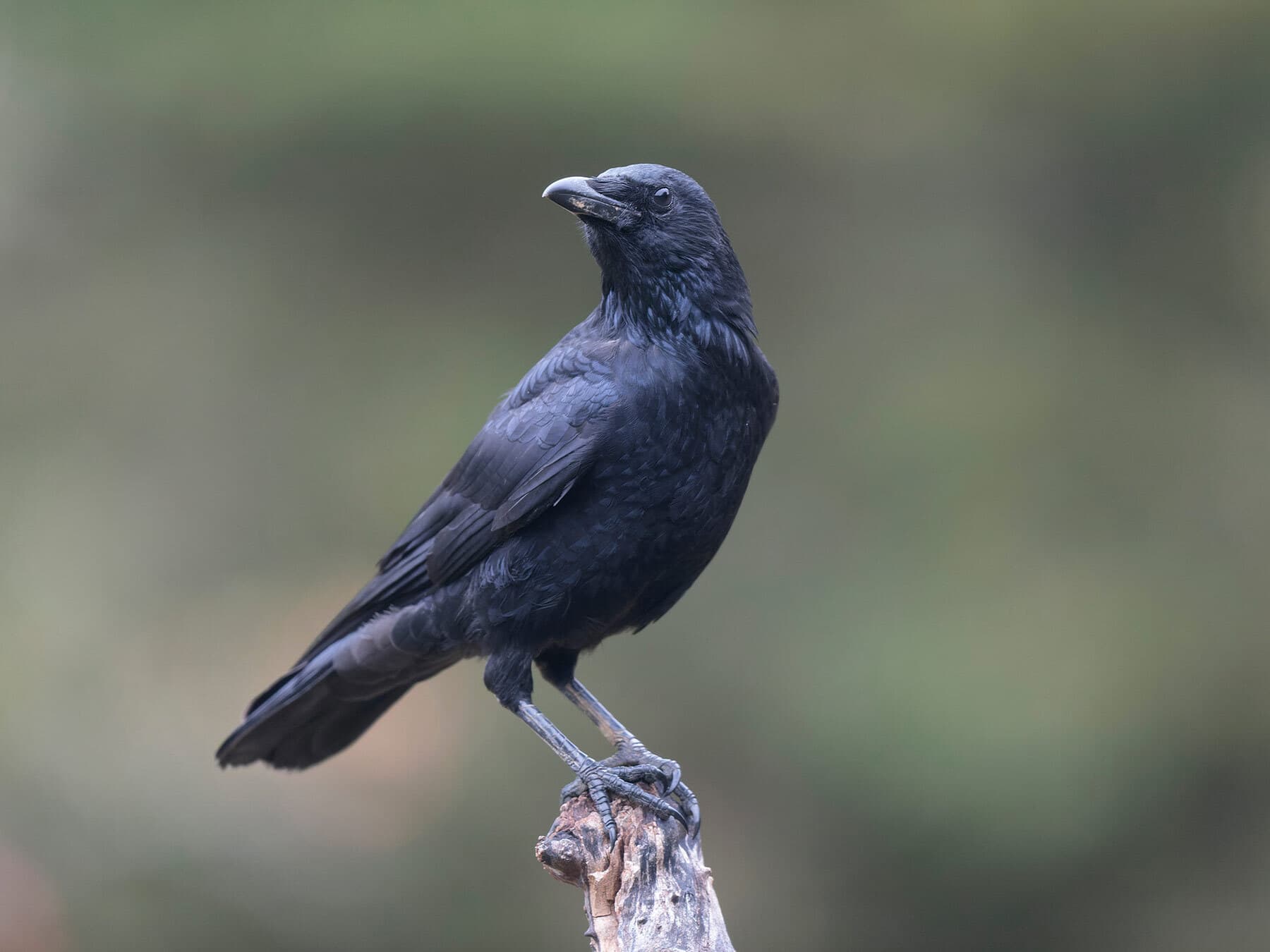 Perched carrion crow