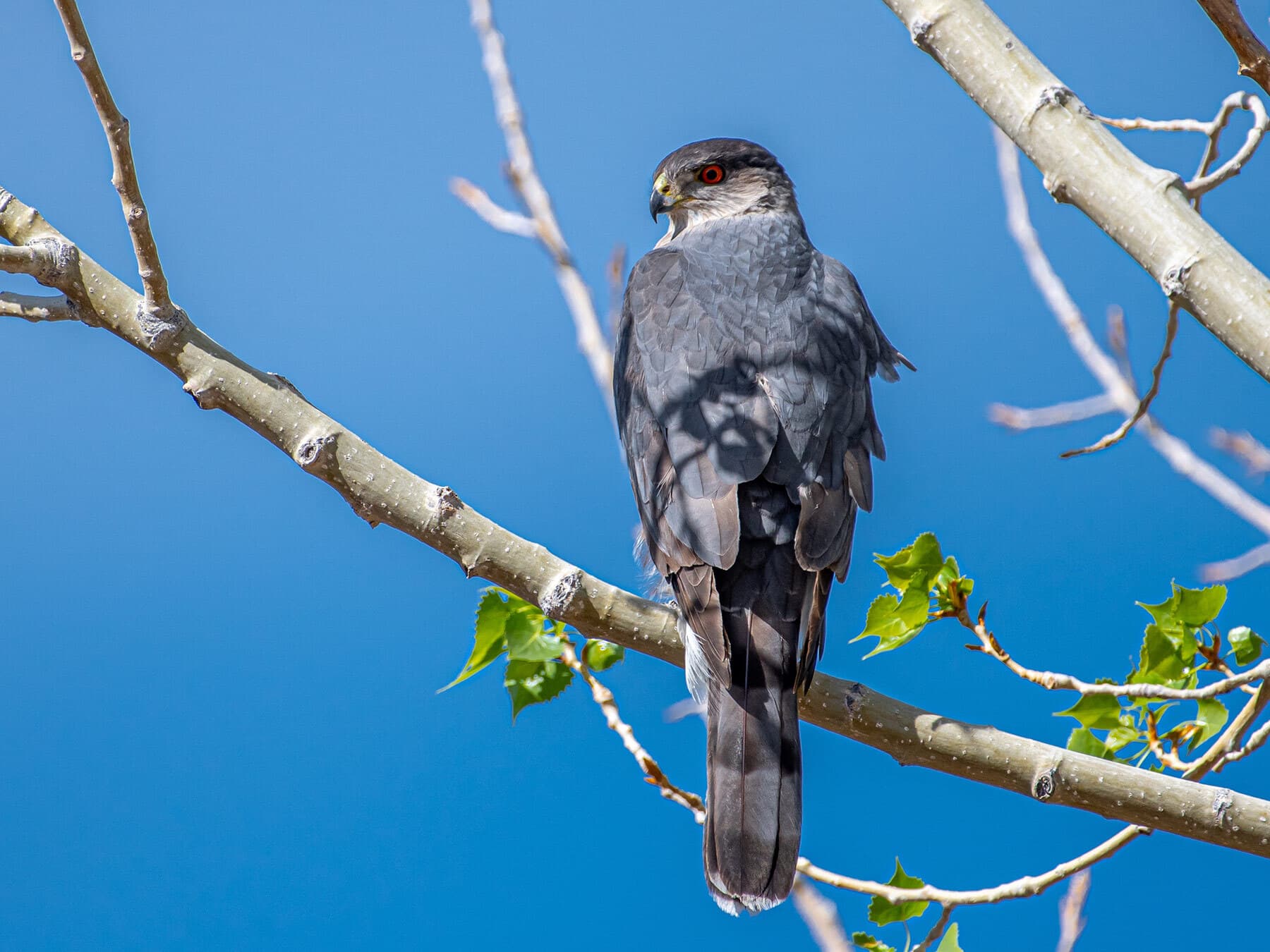 Perched coopers hawk