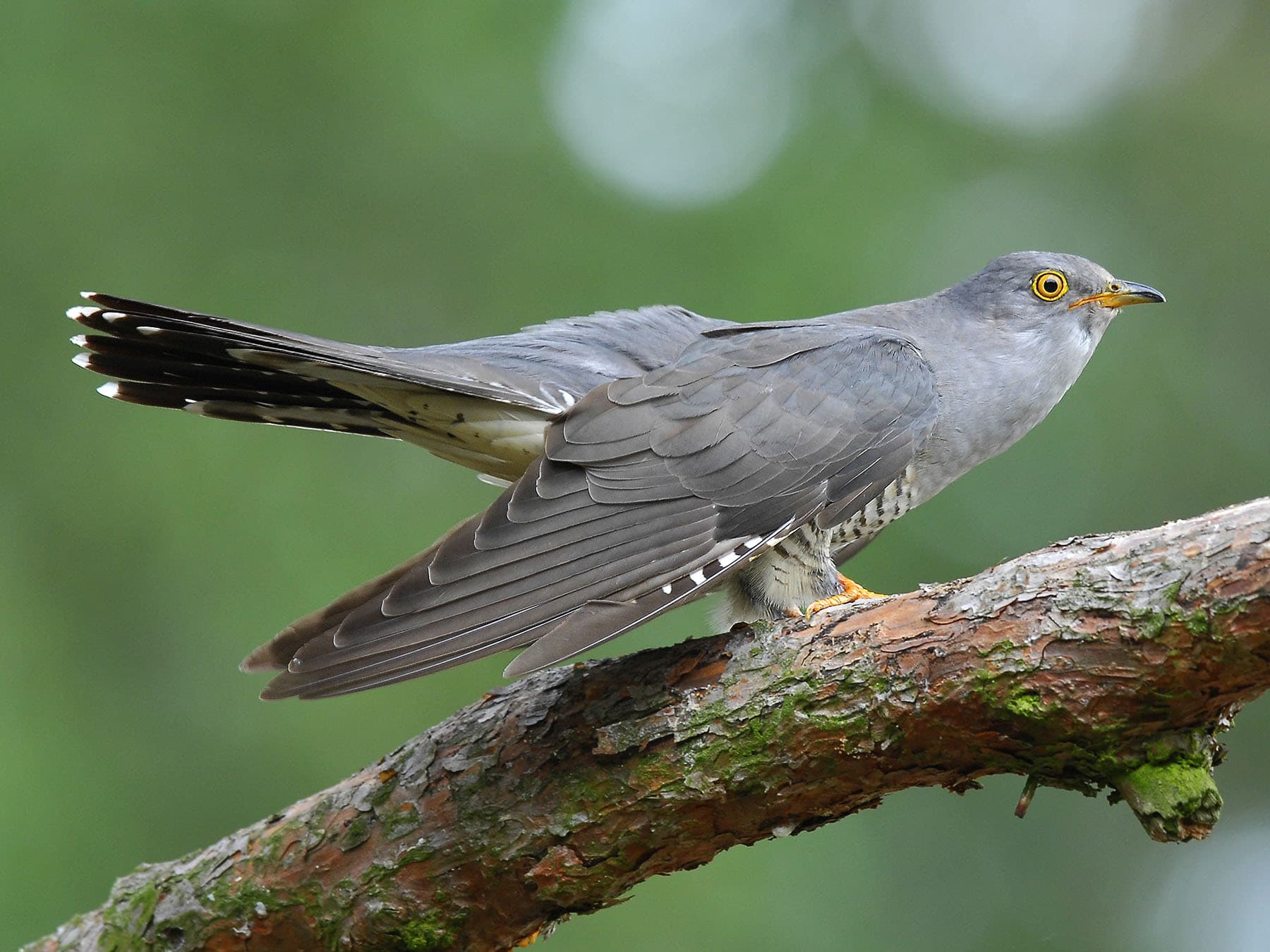 Side view of a perched Cuckoo