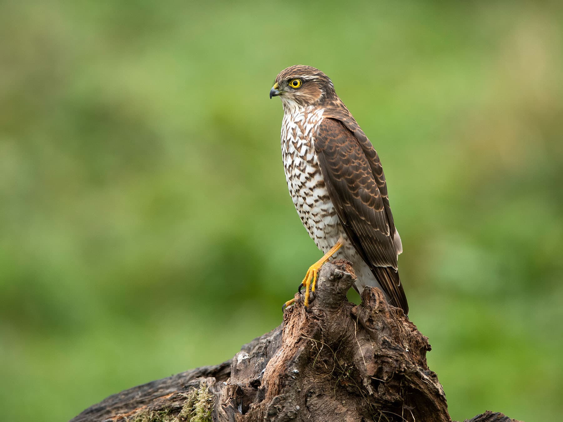 Perched female sparrowhawk