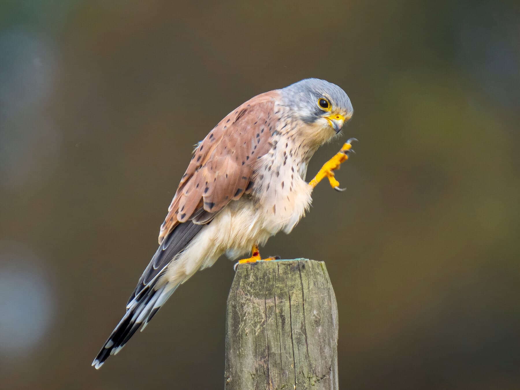 Perched kestrel