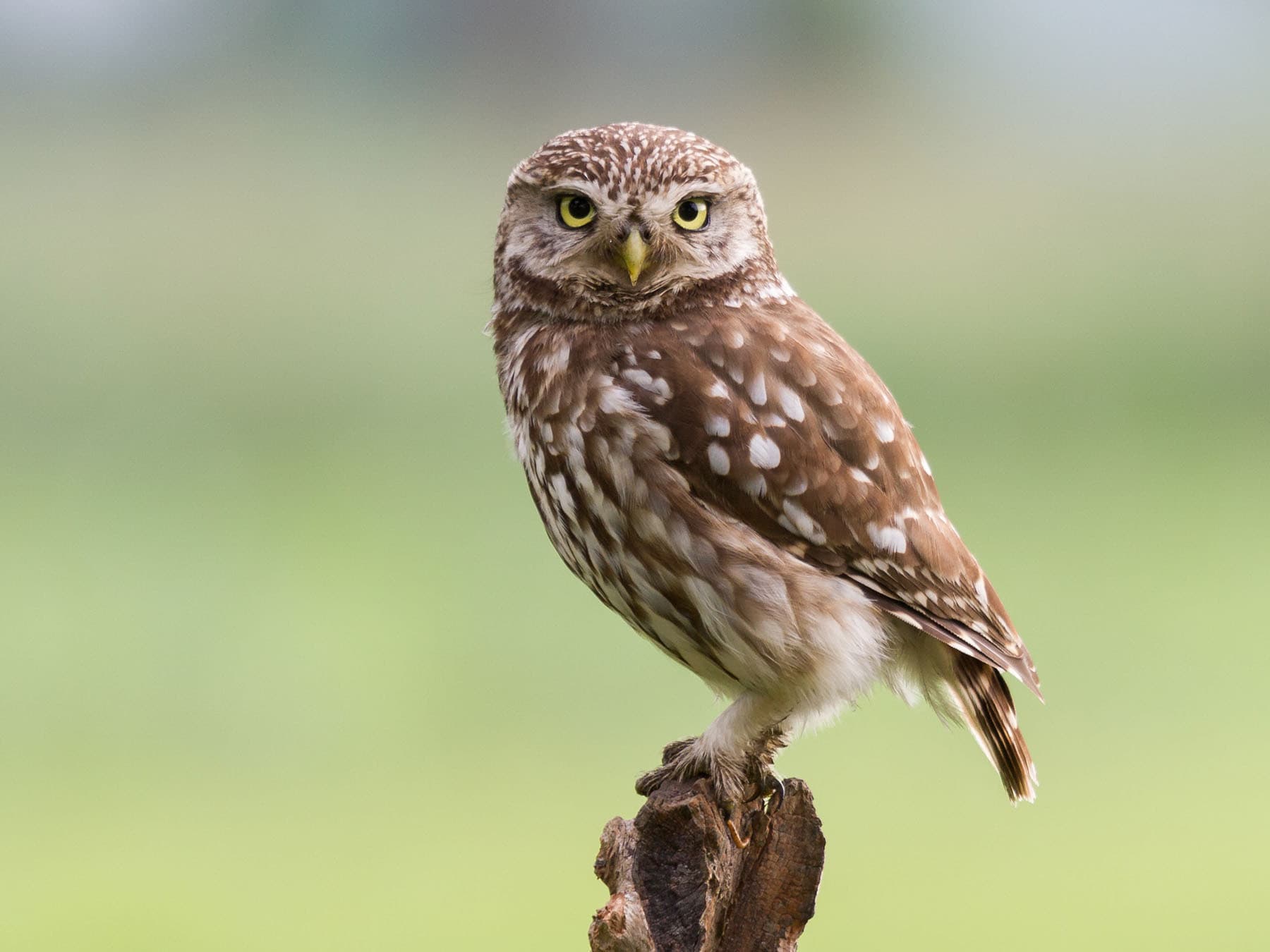 Perched little owl