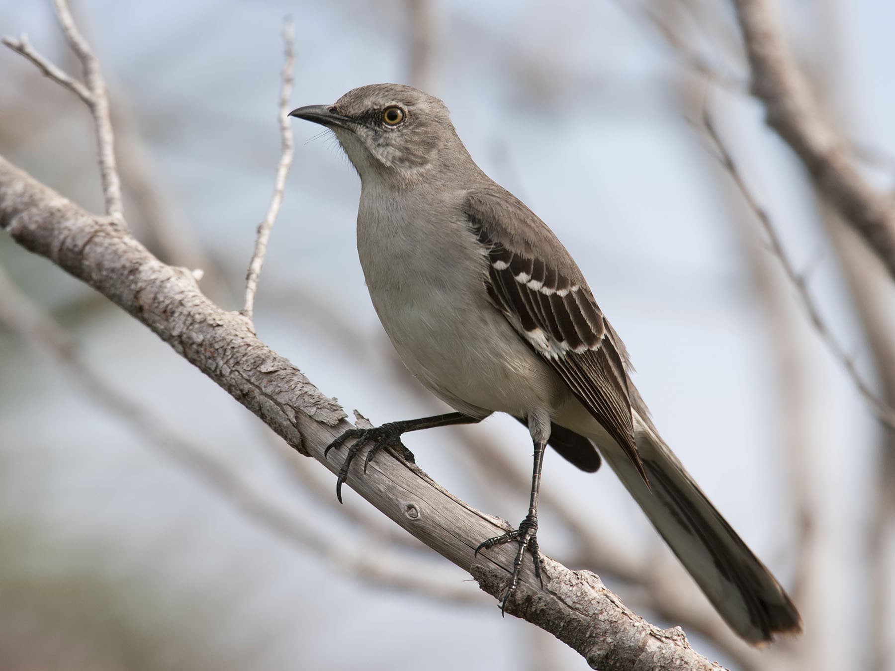 Perched mockingbird