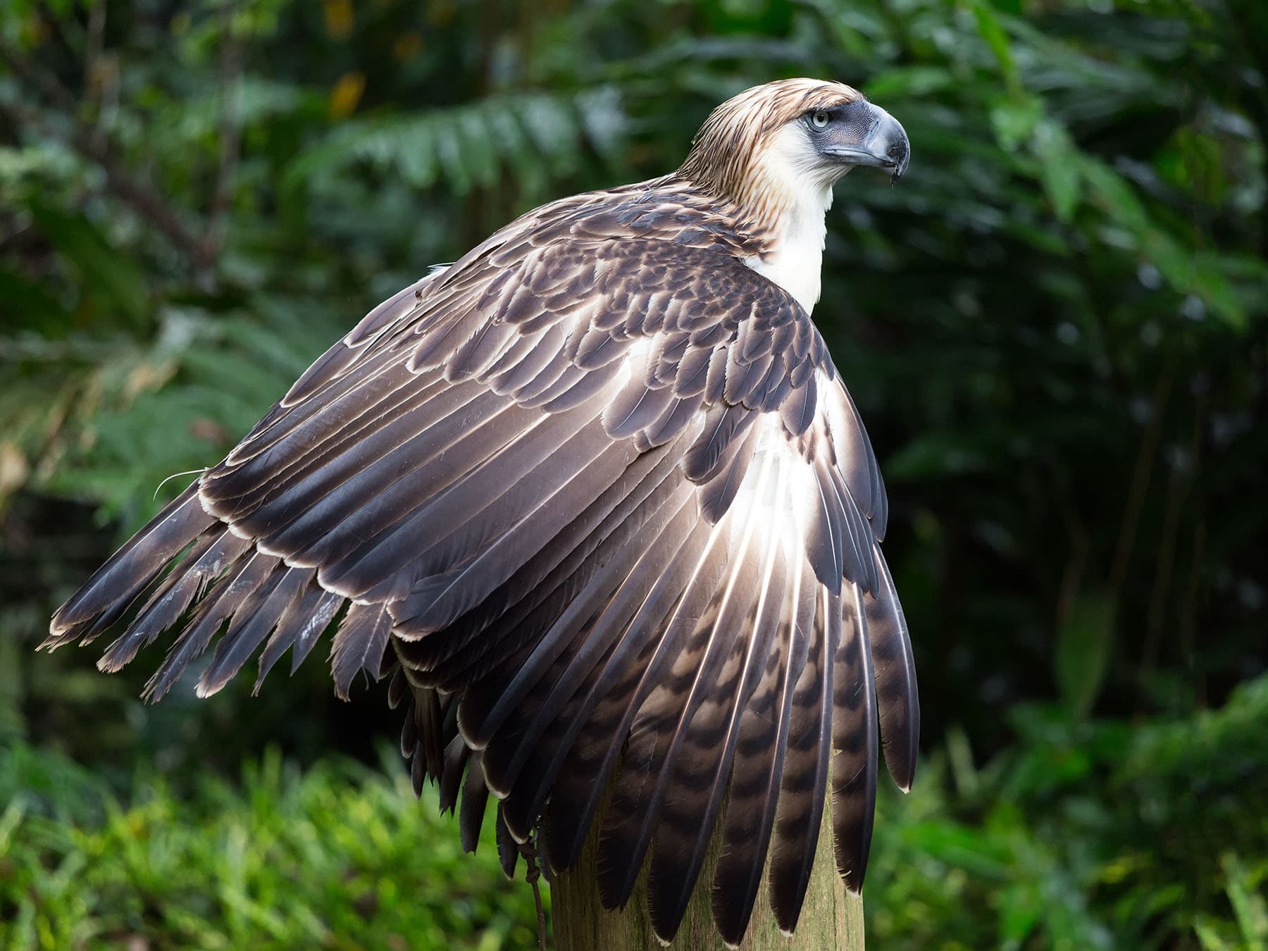 Perched philippine eagle