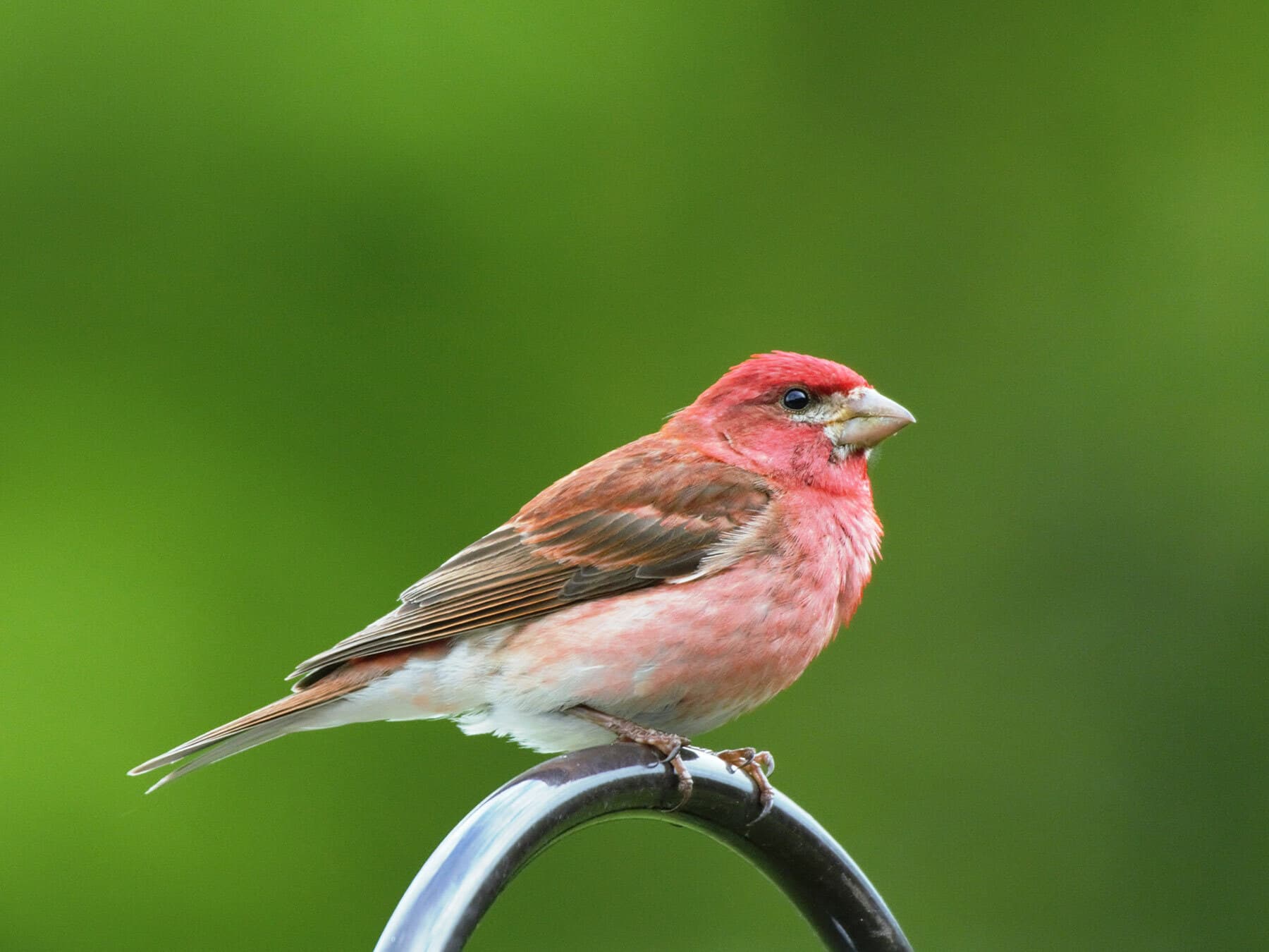 Perched purple finch