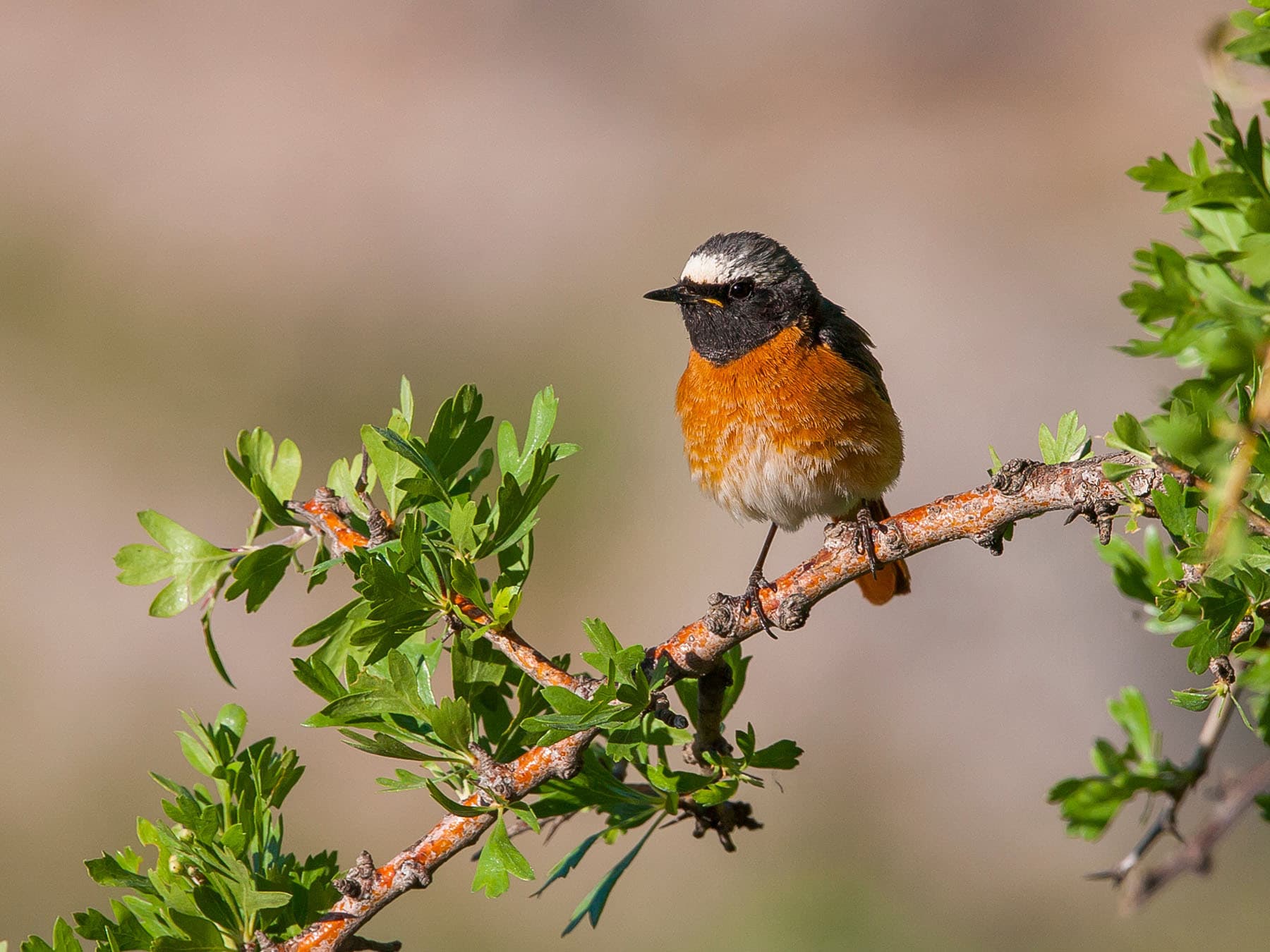 Common Redstarts are a similar size to a European Robin
