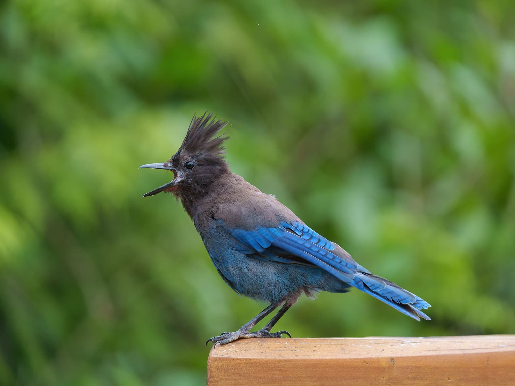 Perched stellers jay calling