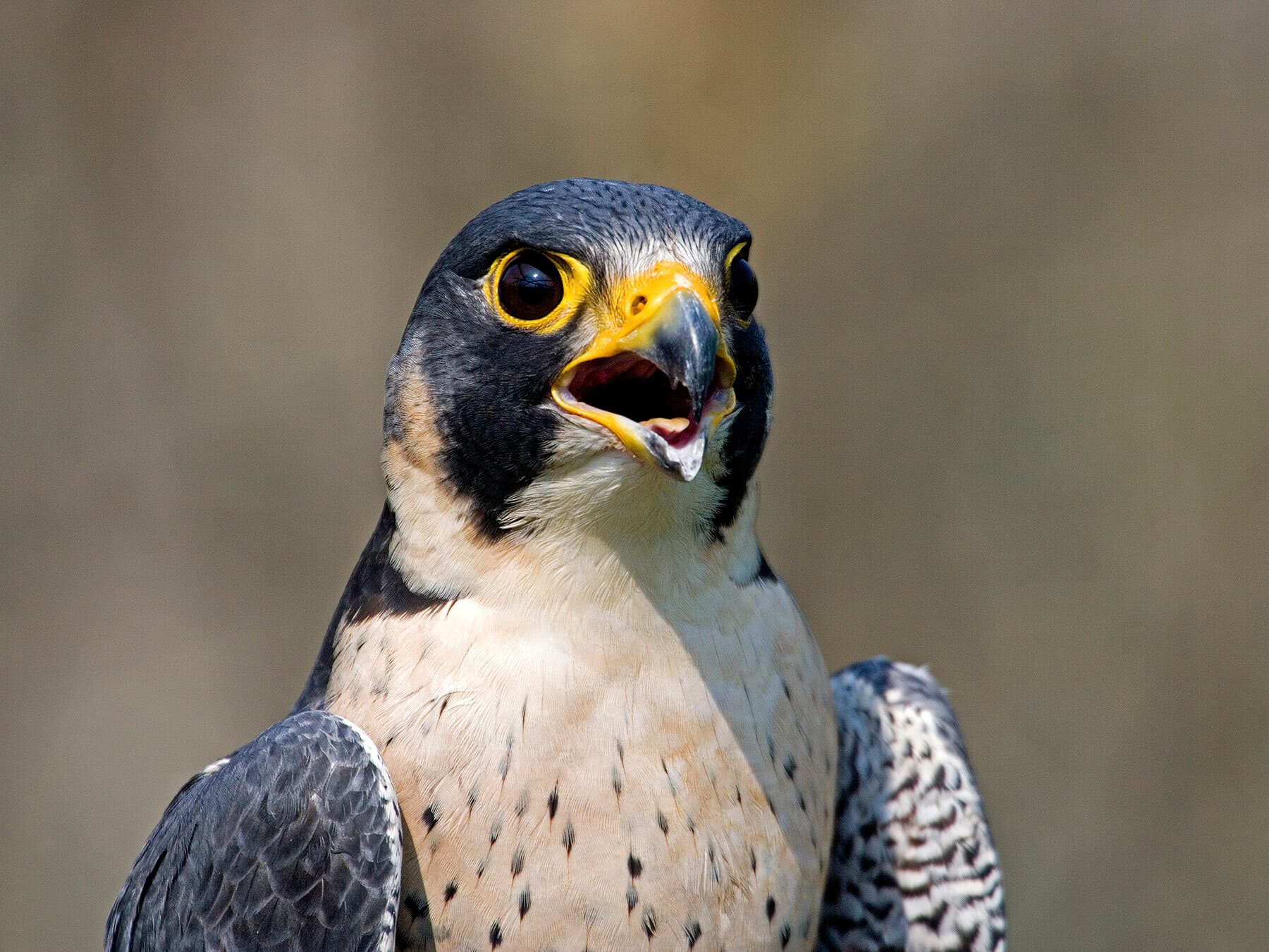 Peregrine falcon call