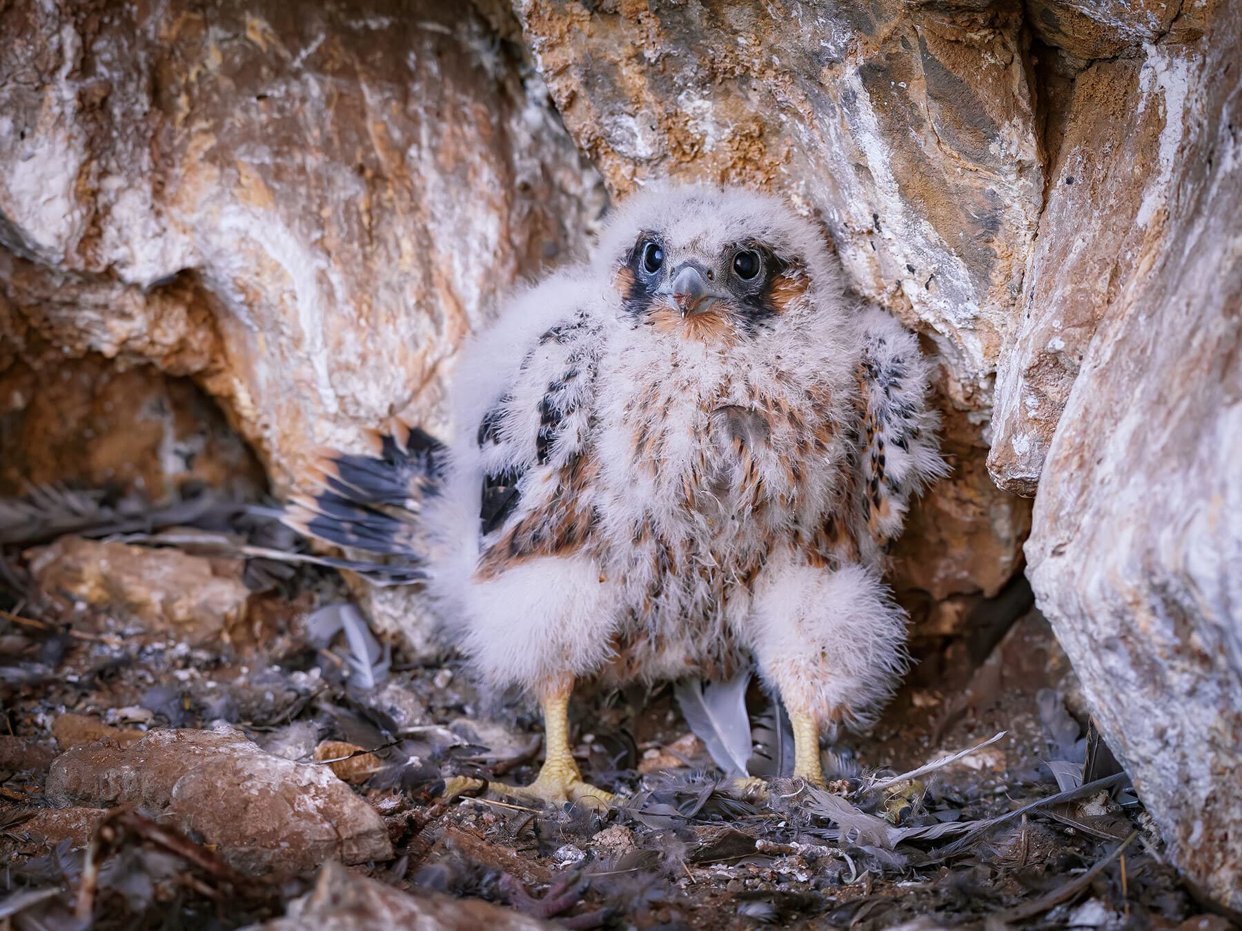 Peregrine falcon chick in nest