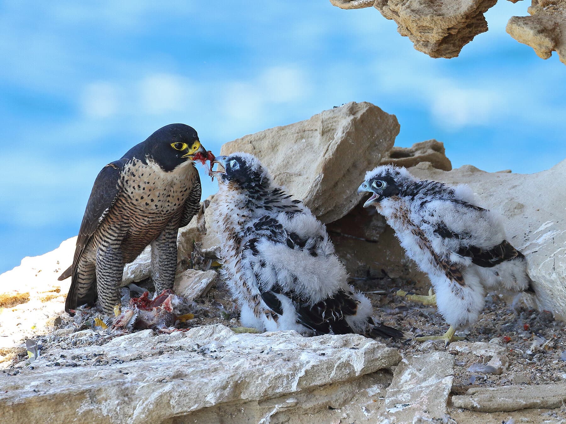 Peregrine falcon chicks fed in nest