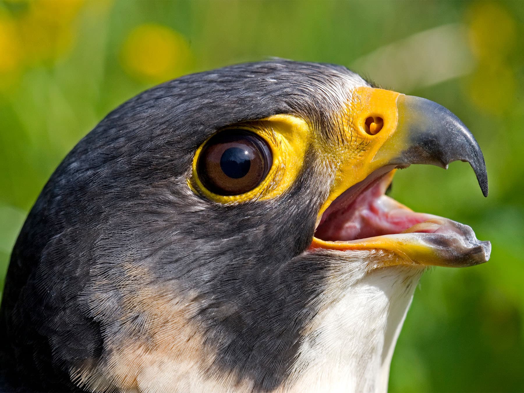 Peregrine falcon close up of showing tomial tooth