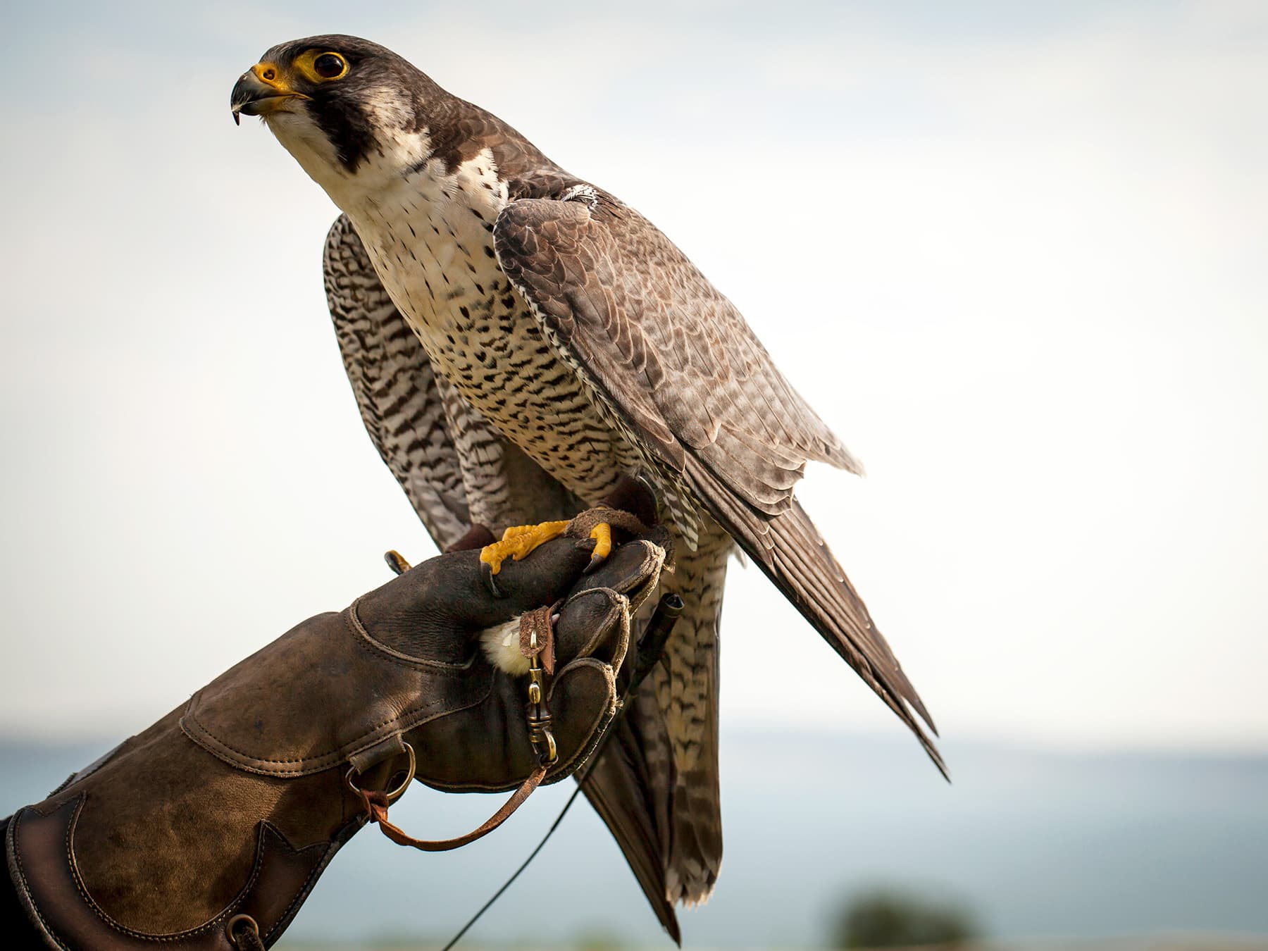 Peregrine falcon during falconry demonstration