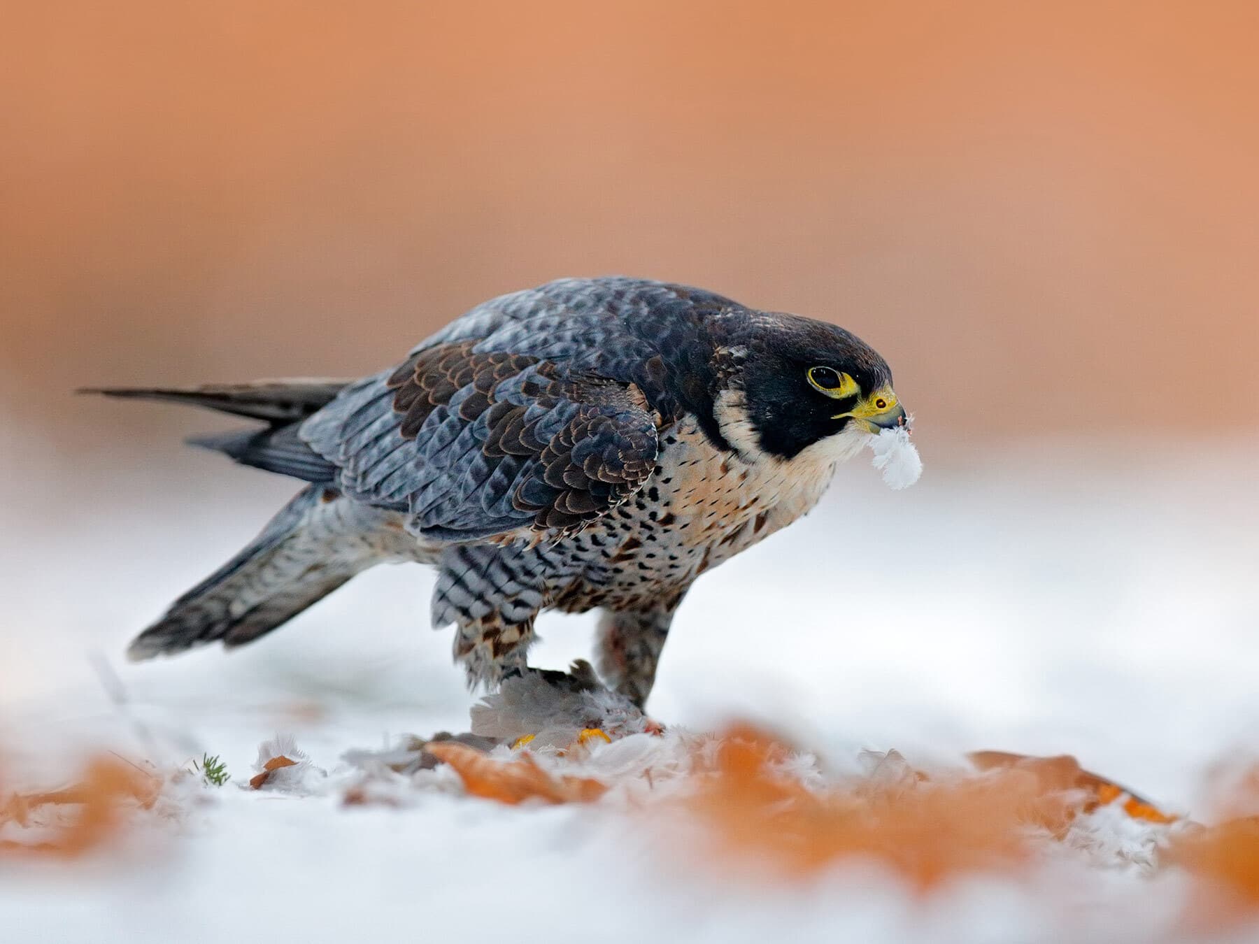 Peregrine falcon eating in winter