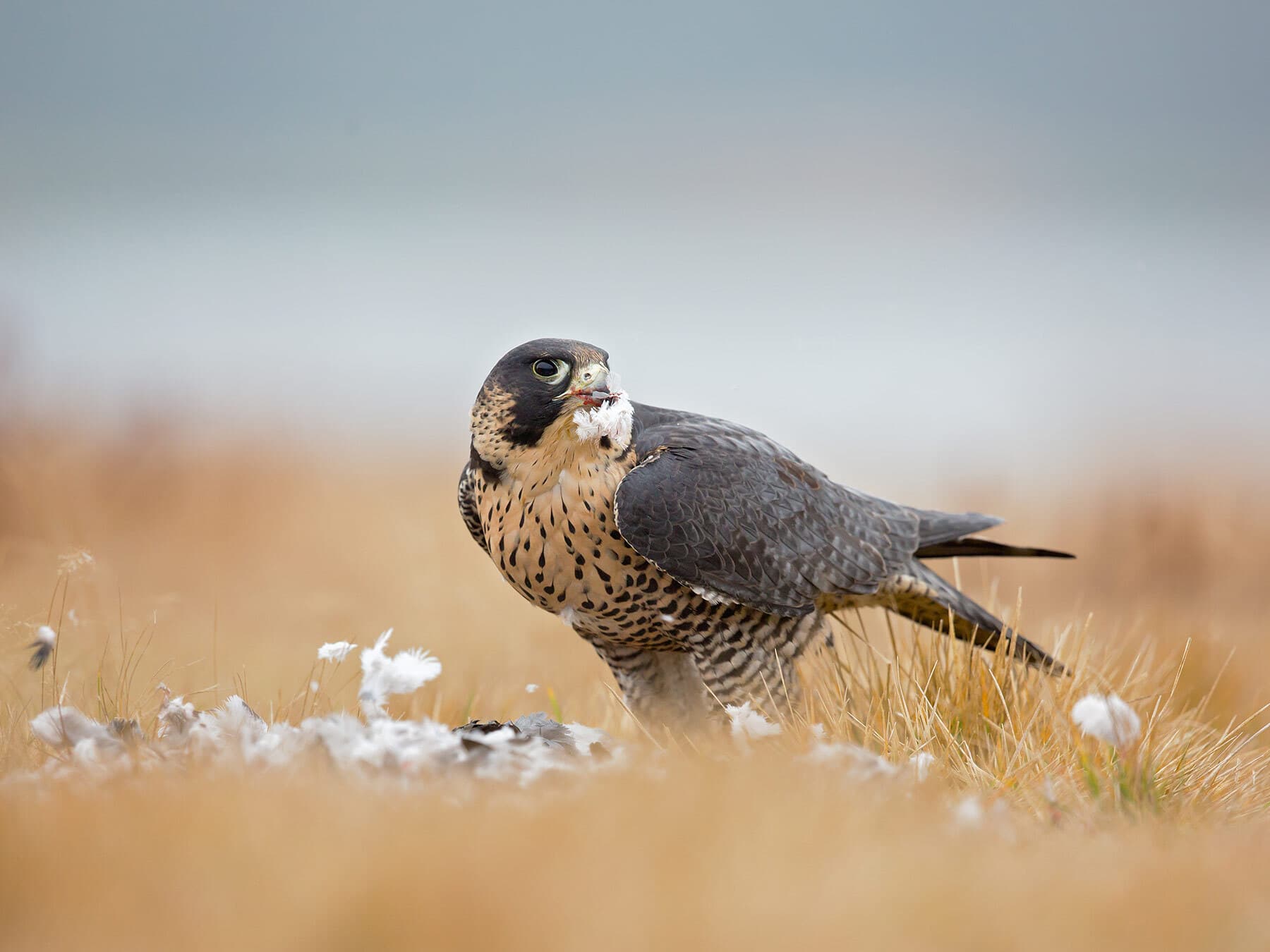 Peregrine falcon eating prey