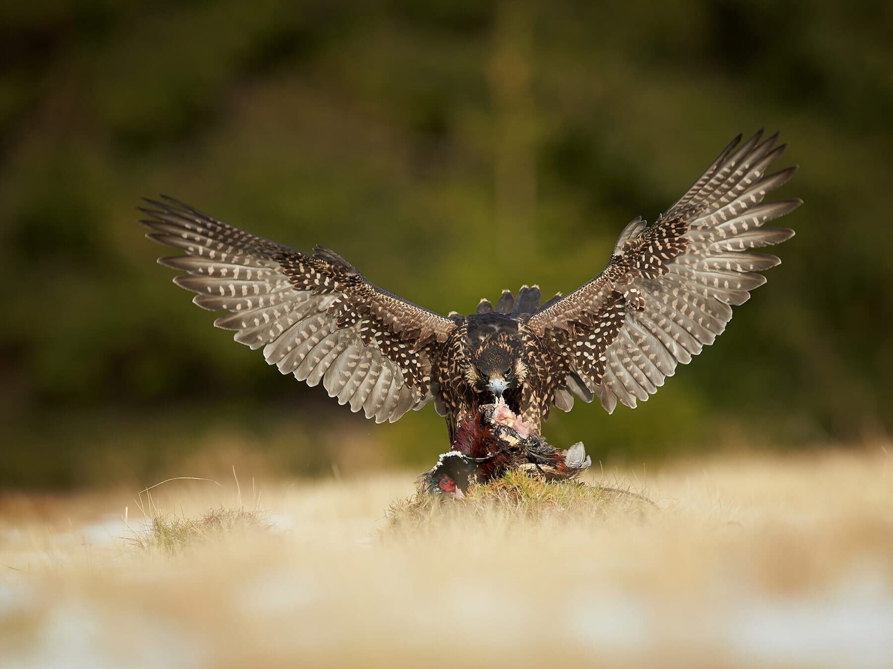 Peregrine falcon feeding on pheasant