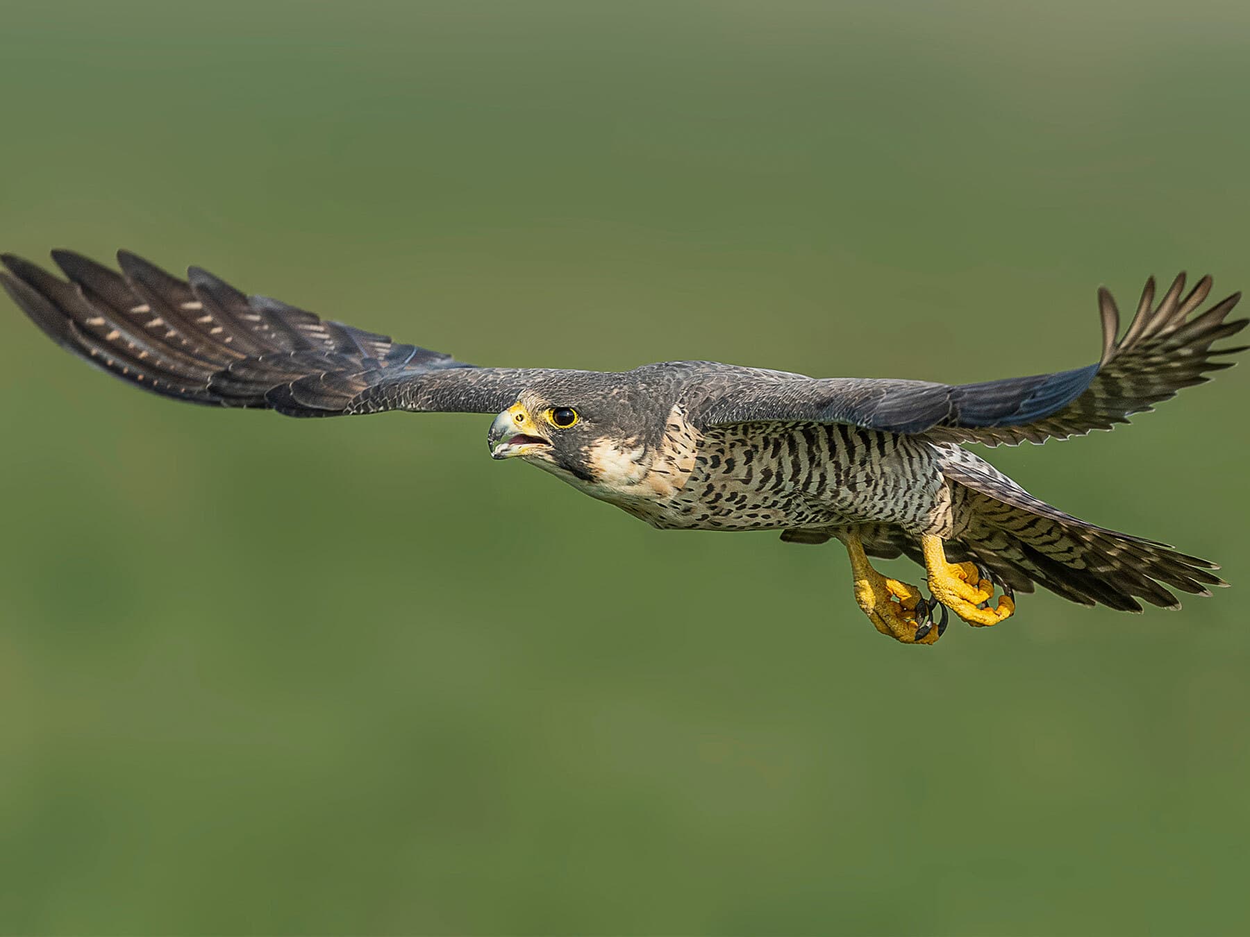 Peregrine falcon flight