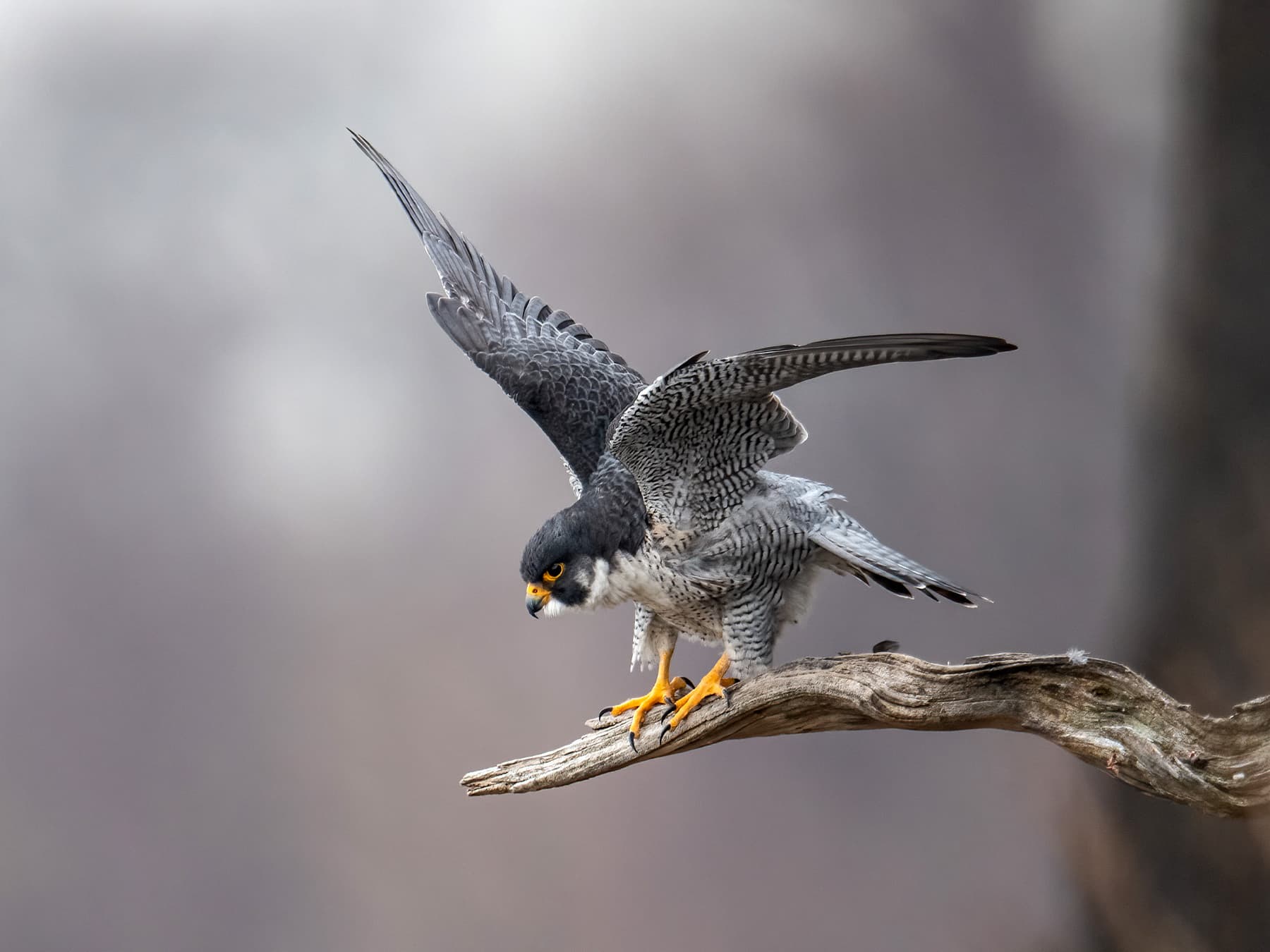 Peregrine falcon hunts for prey