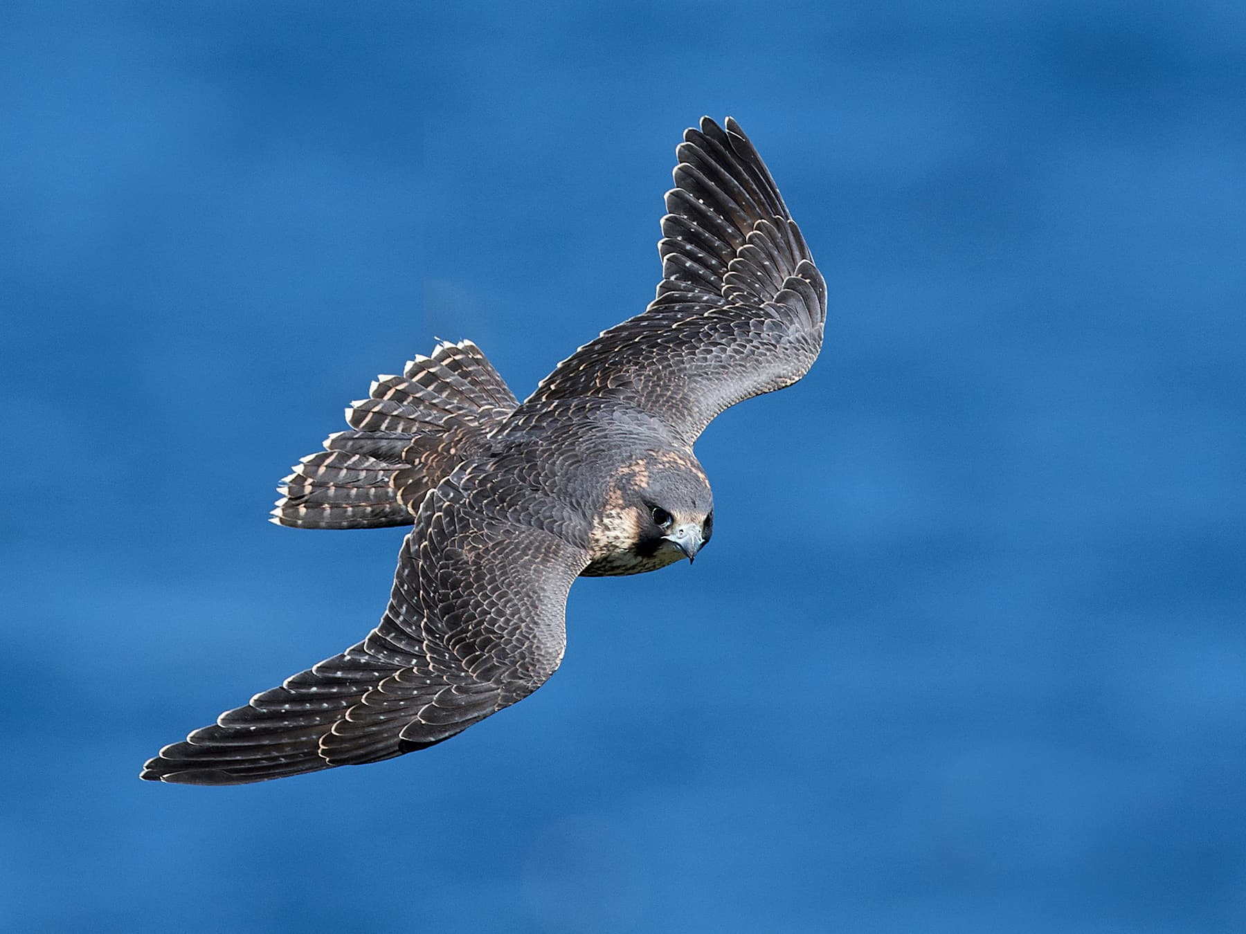 Peregrine falcon in flight in natural habitat