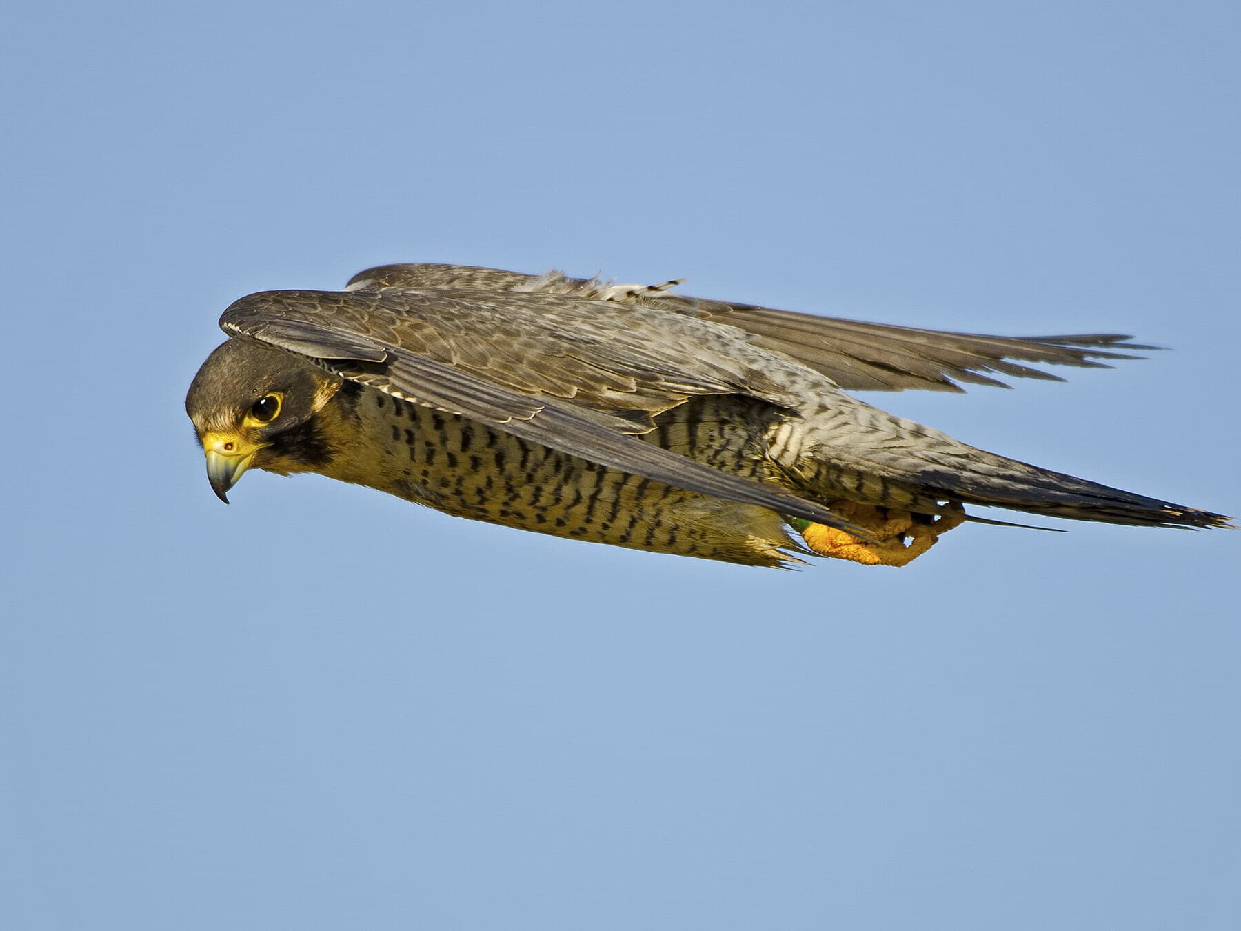 Peregrine falcon in flight