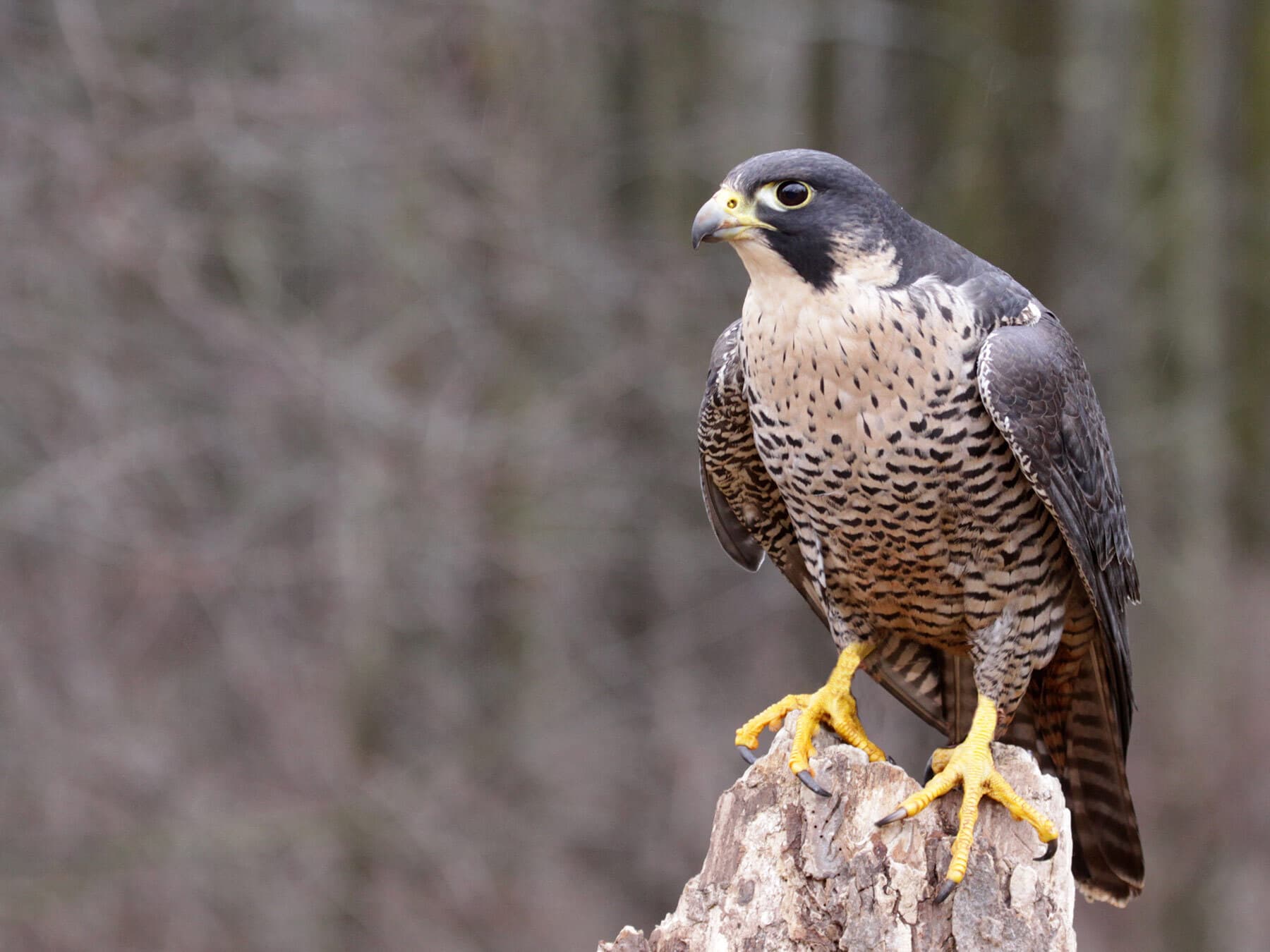 Peregrine falcon perched