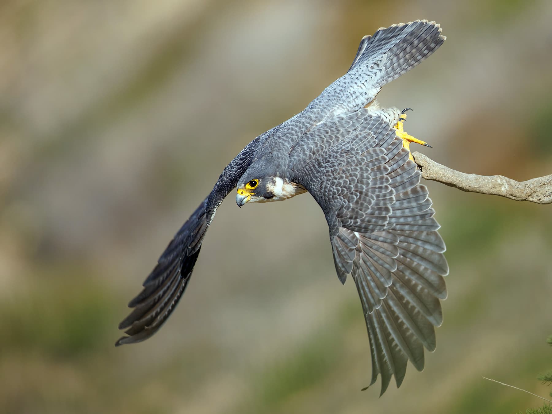 Peregrine Falcon taking-off from a branch to hunt