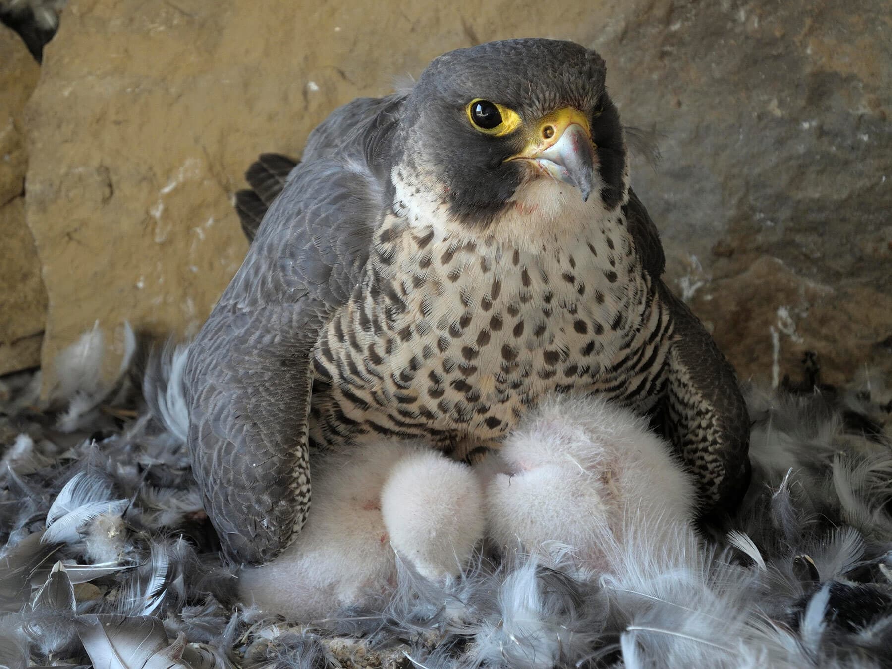 Peregrine falcon warming chicks