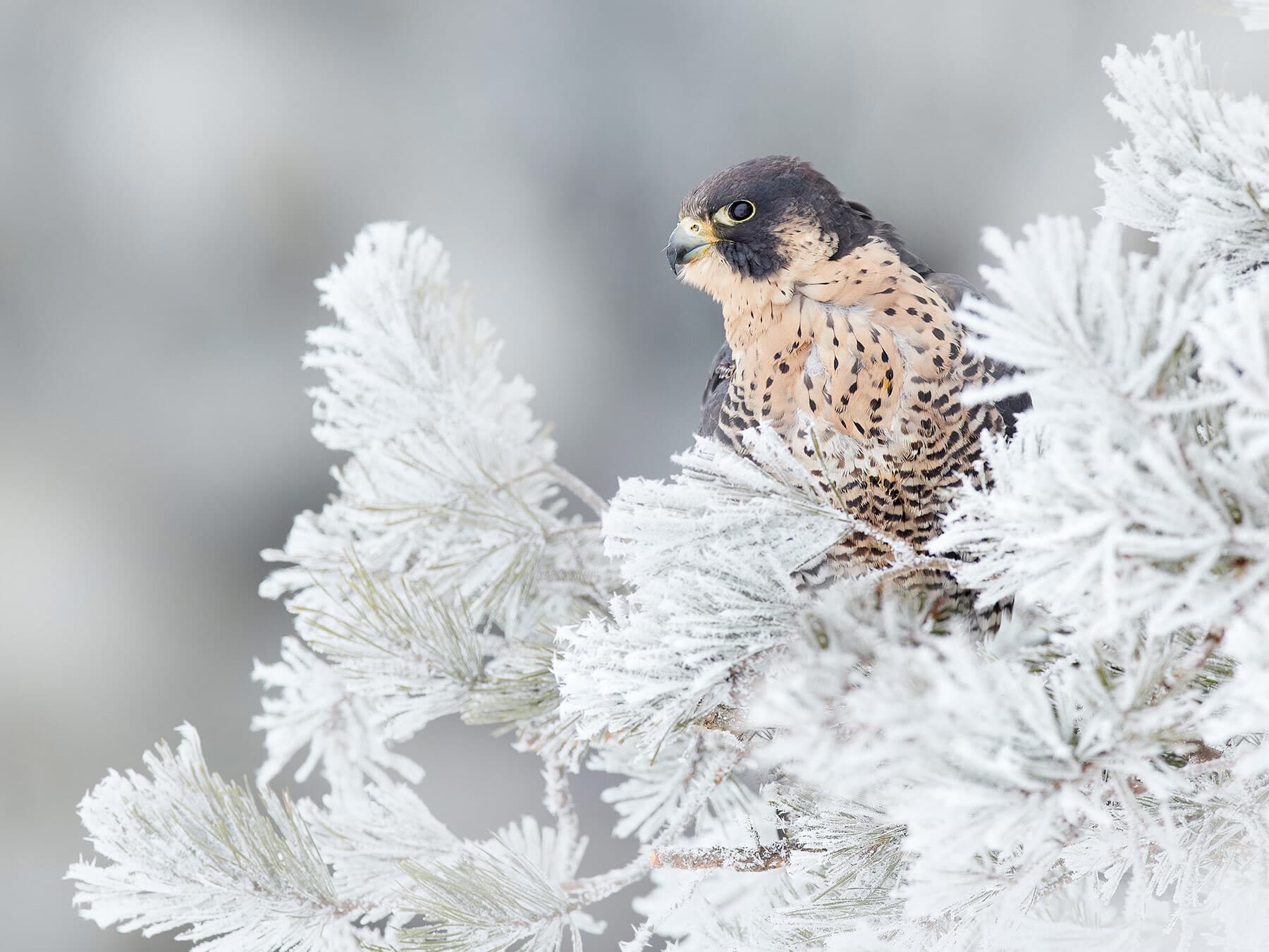 Peregrine falcon winter