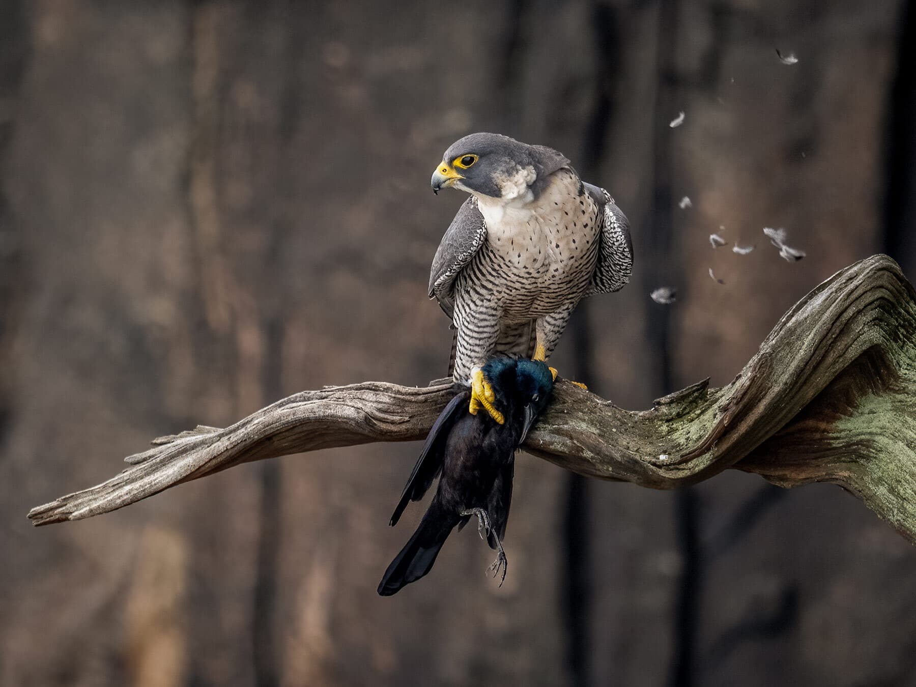 Peregrine falcon with prey