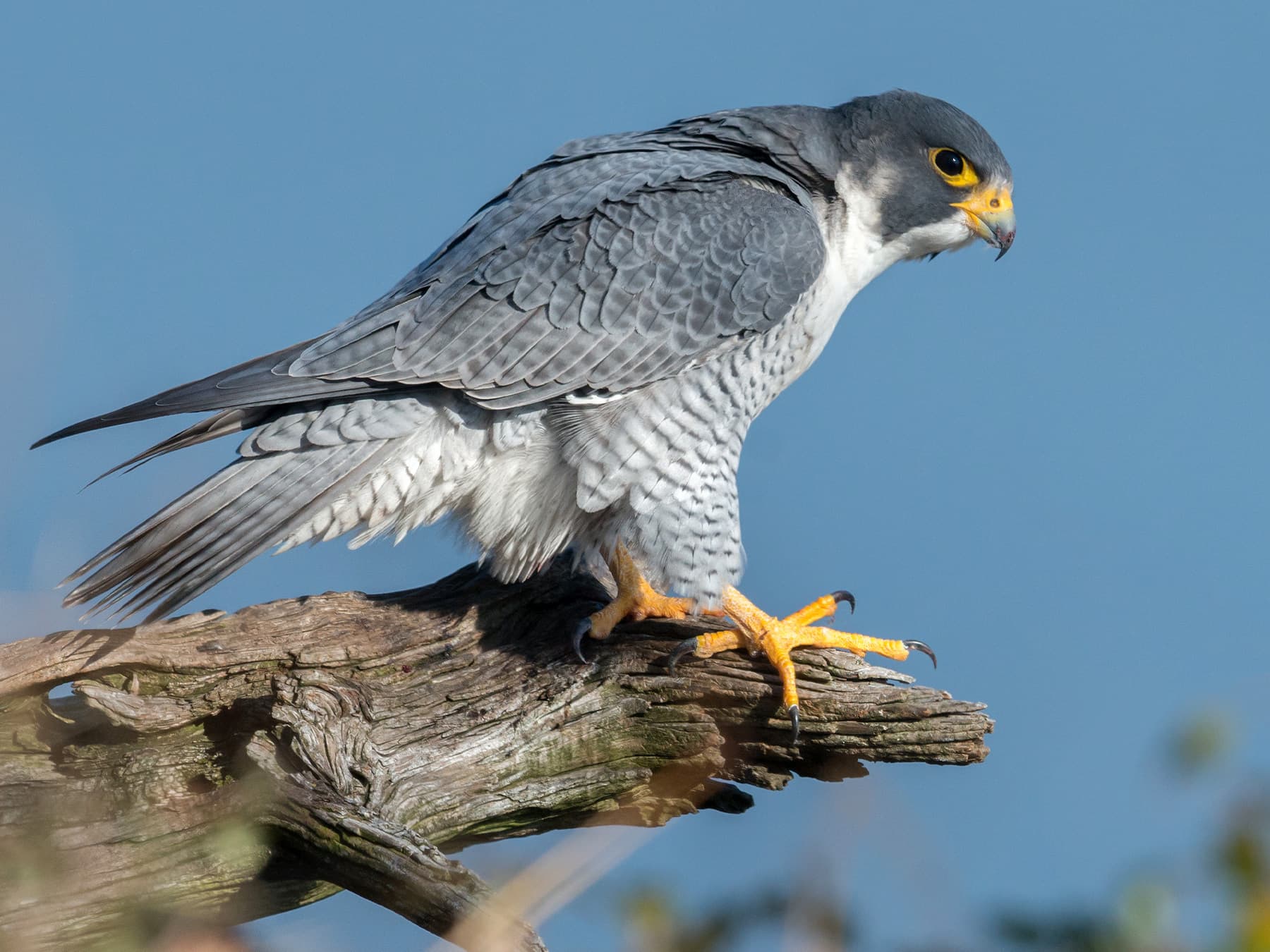 Peregrine Falcon