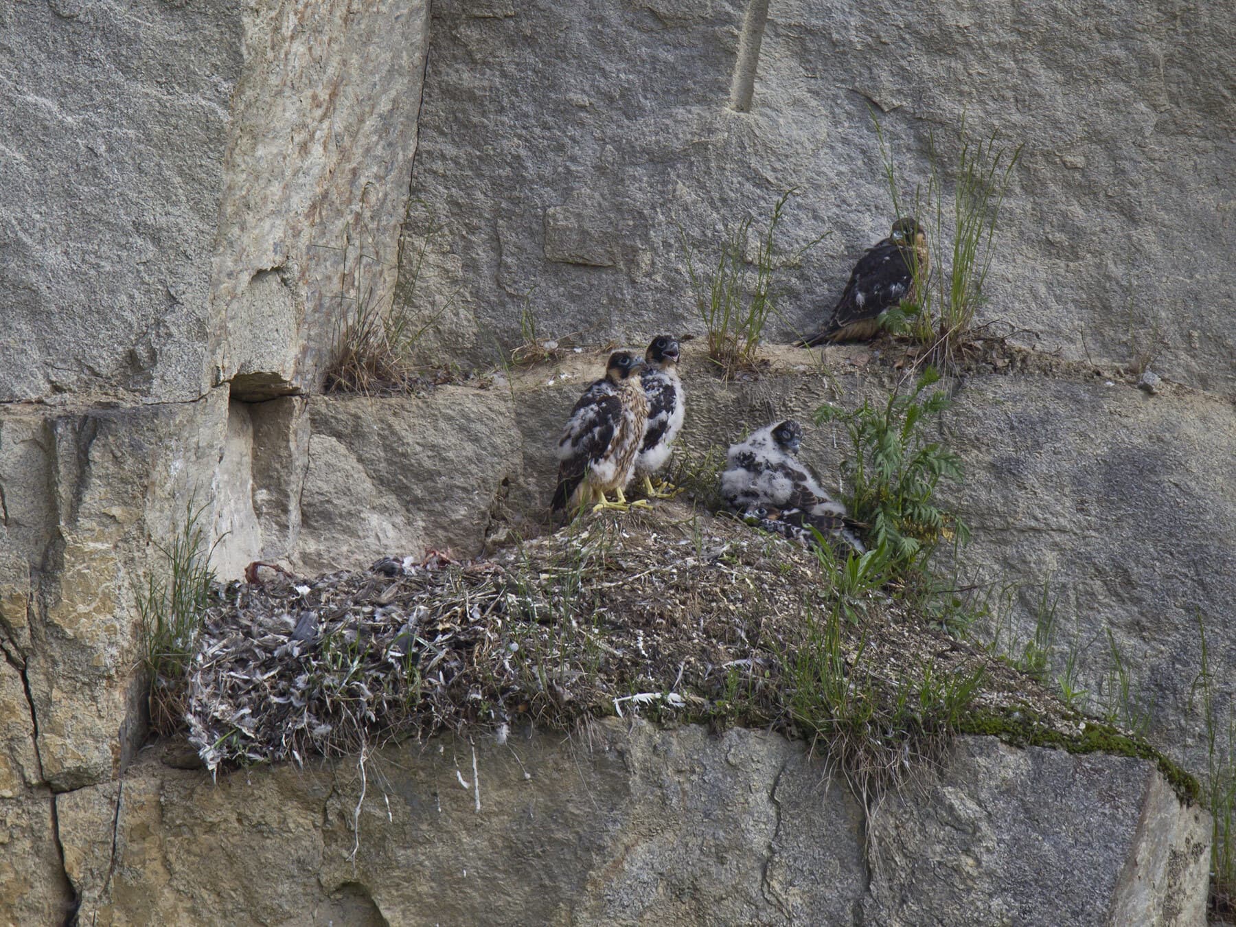 Peregrine nest