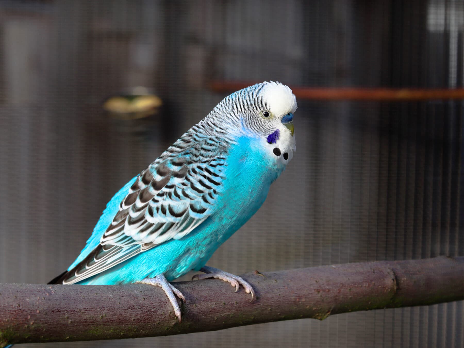 Pet parakeet