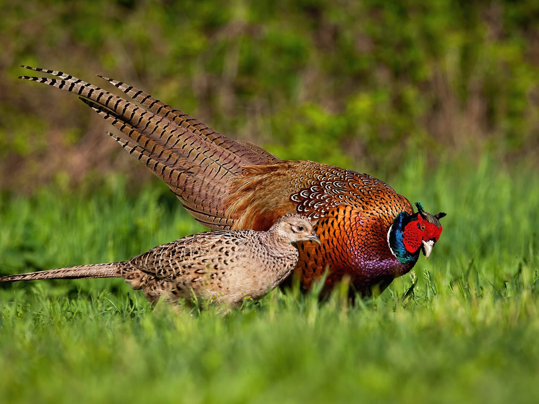 Pheasant breeding pair