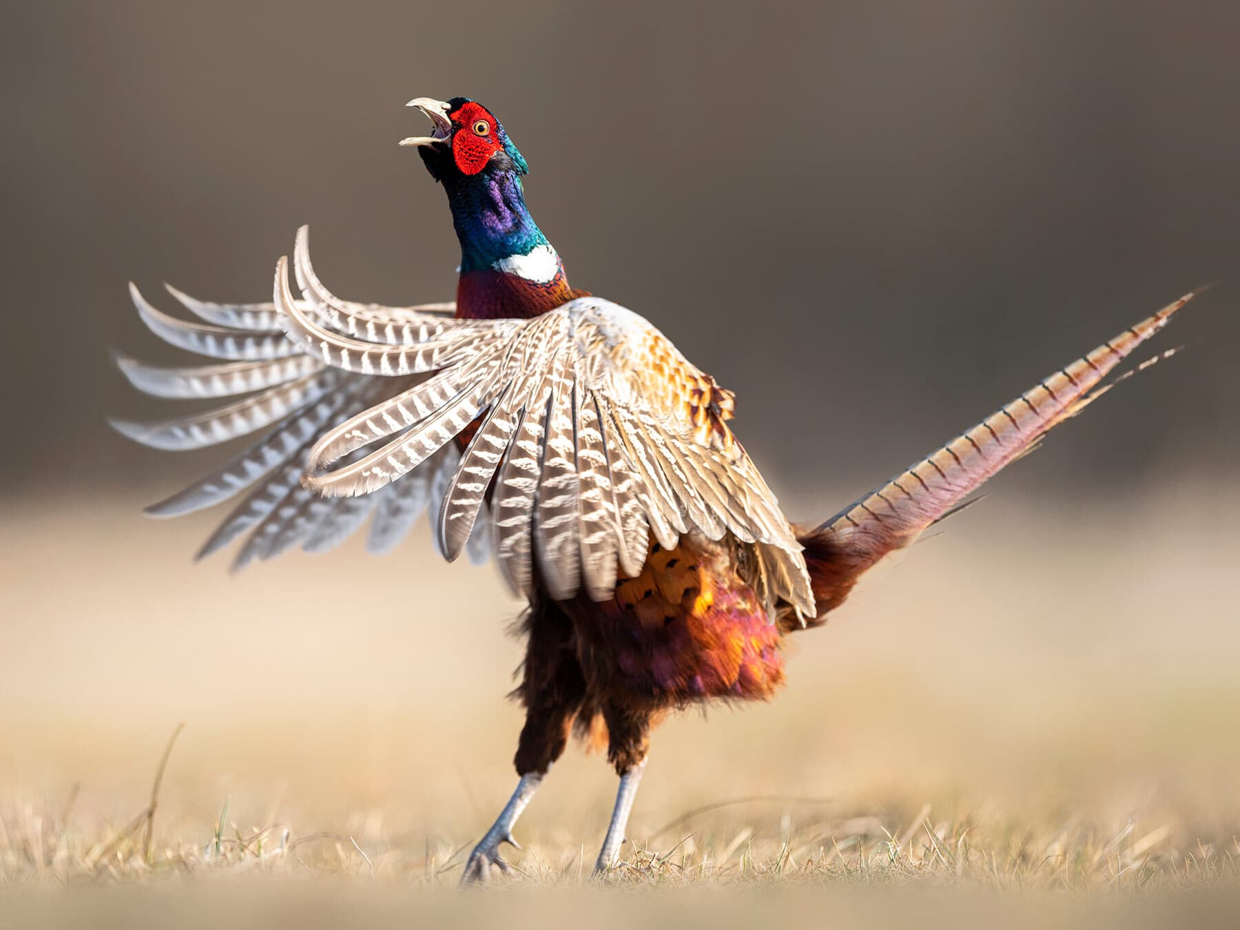 Pheasant calling
