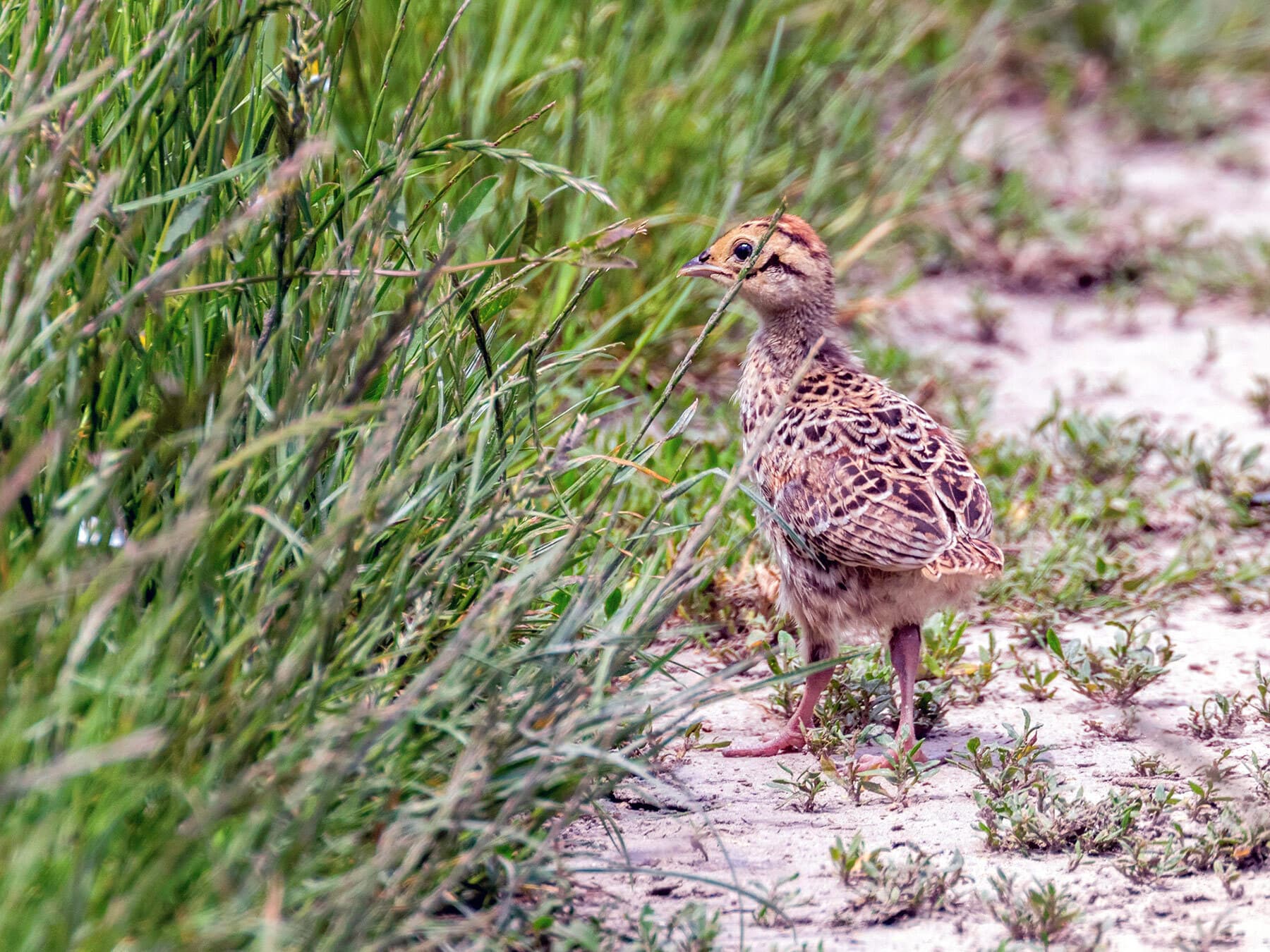 Pheasant chick