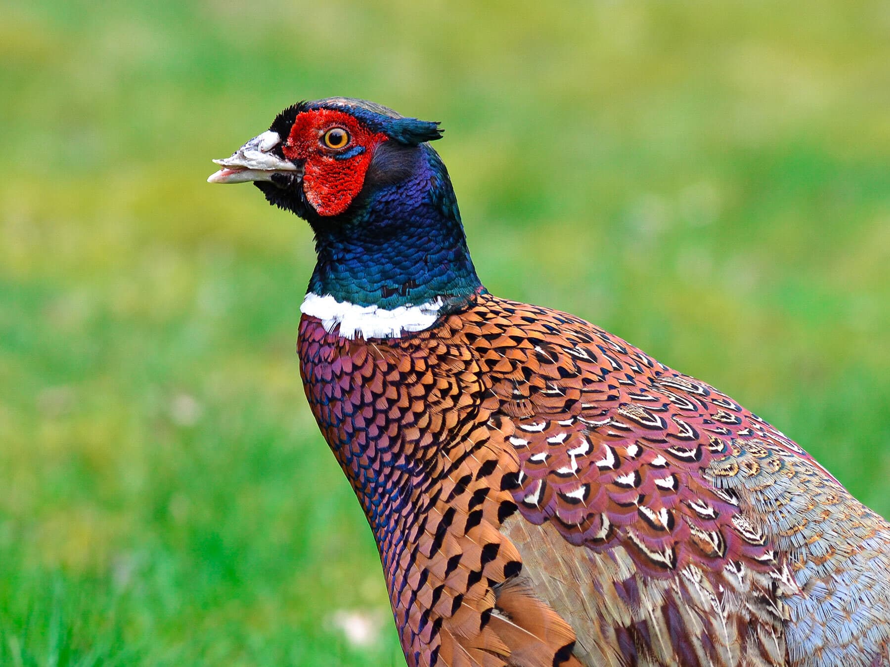 Pheasant close up