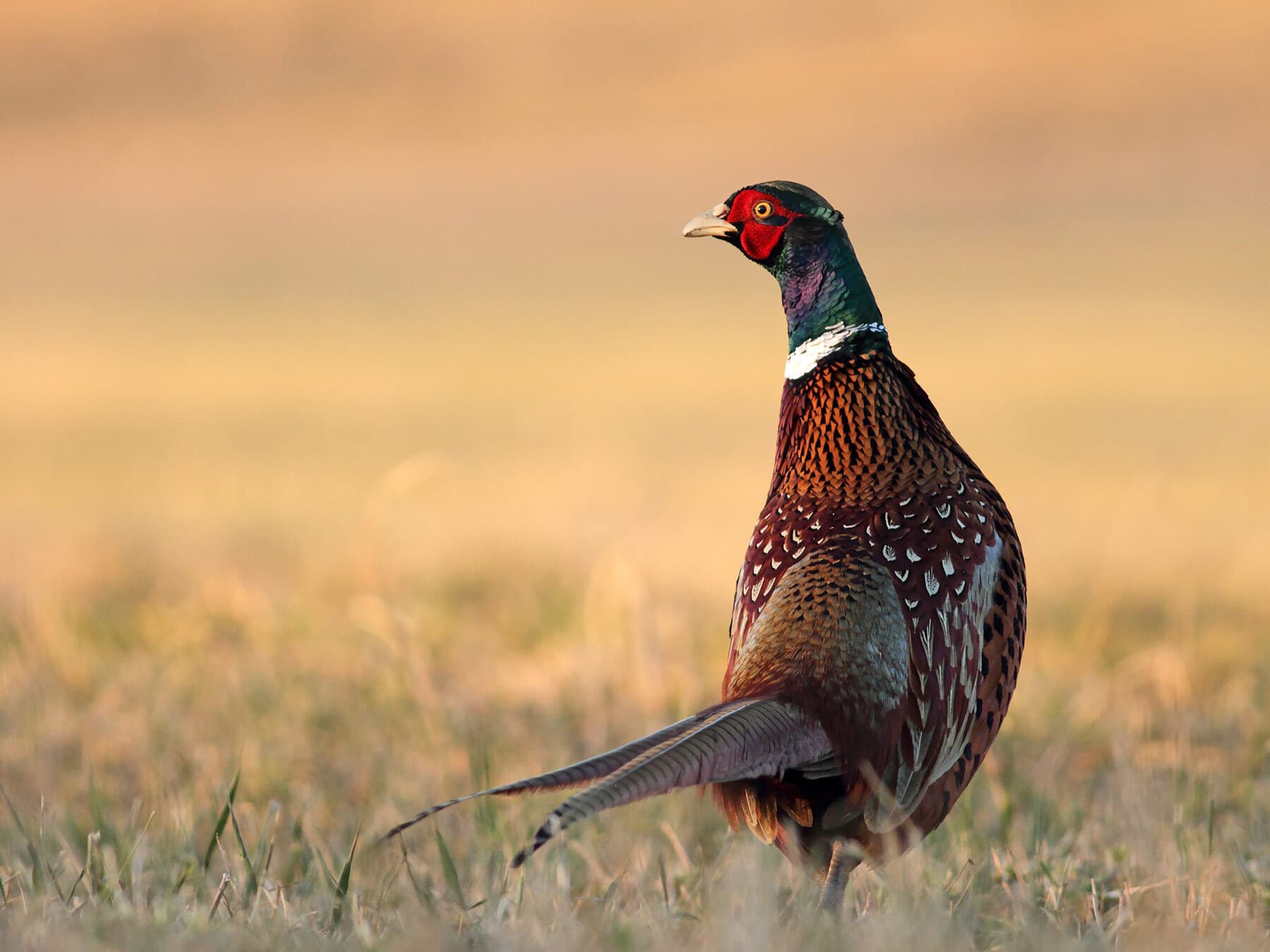 Pheasant close up