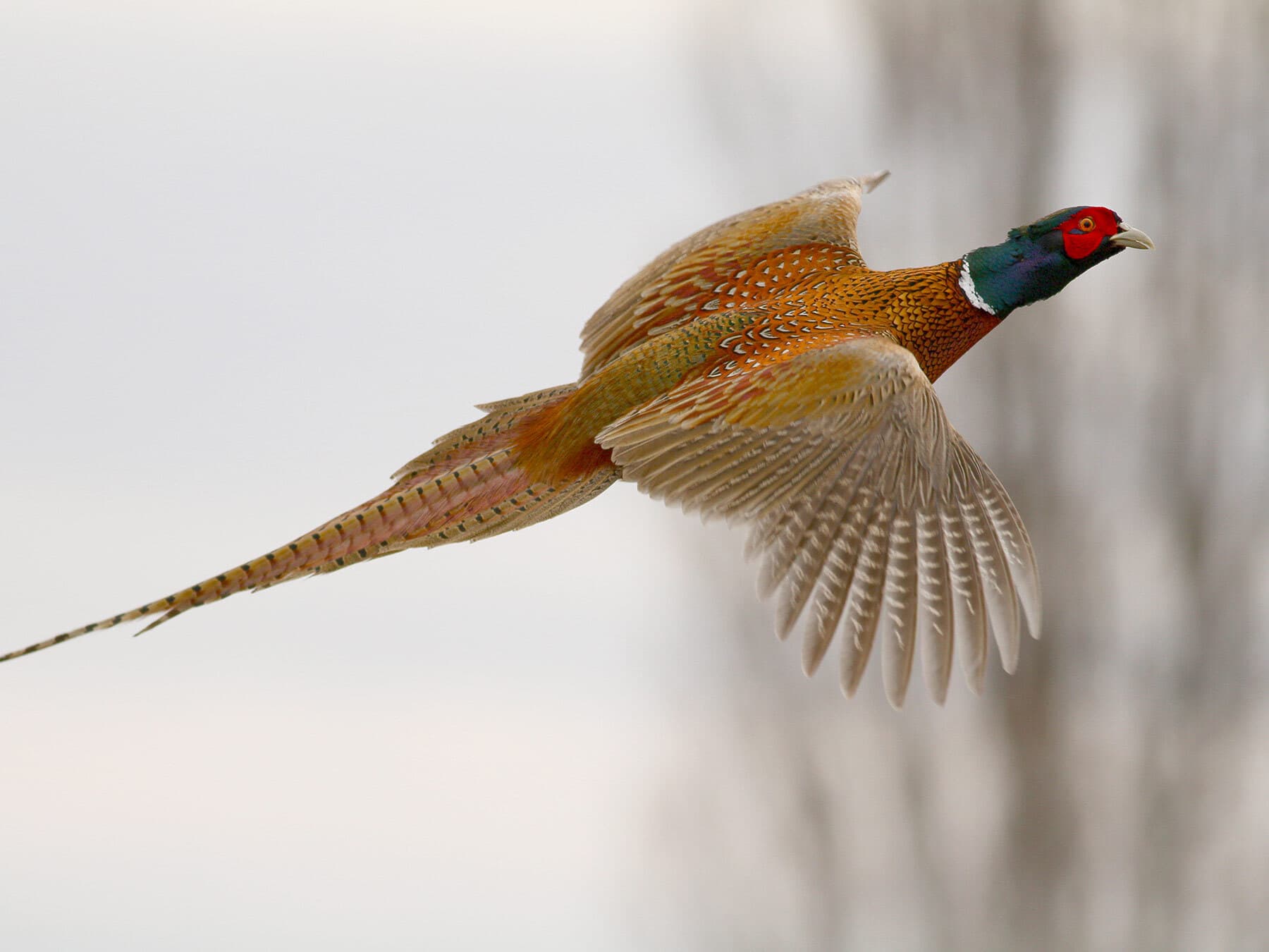 Pheasant in flight