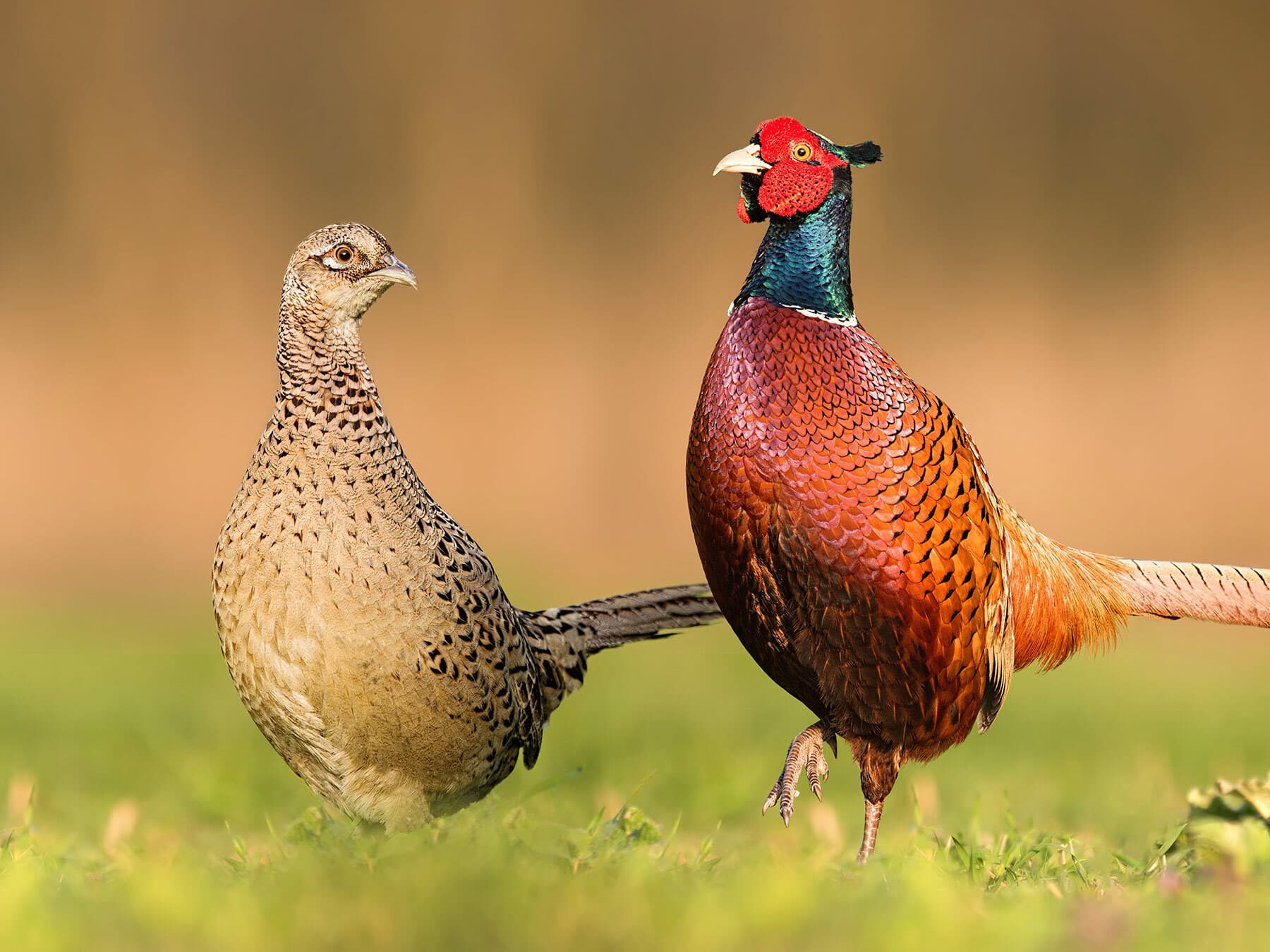 Female and Male Common Pheasant