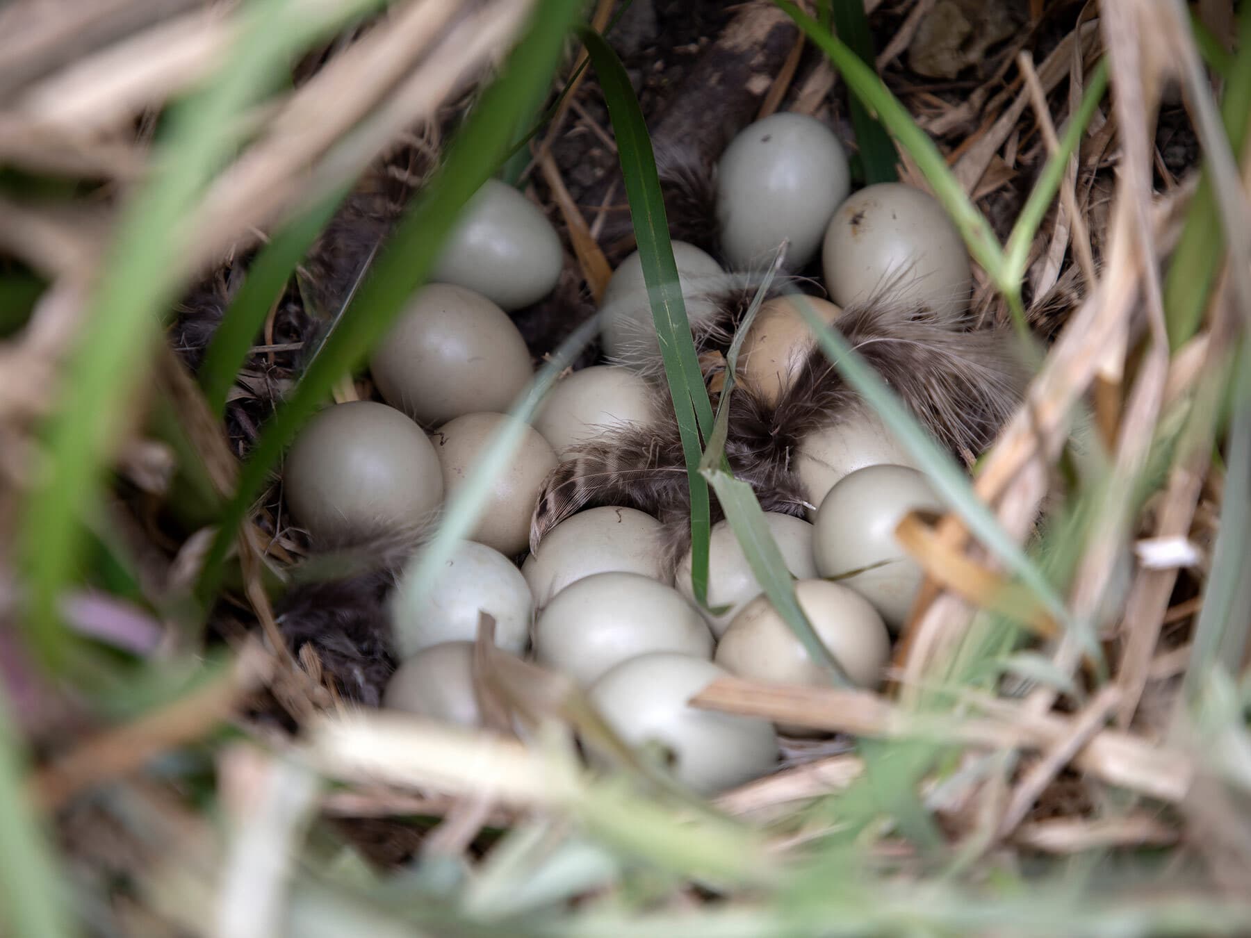 Pheasant nest