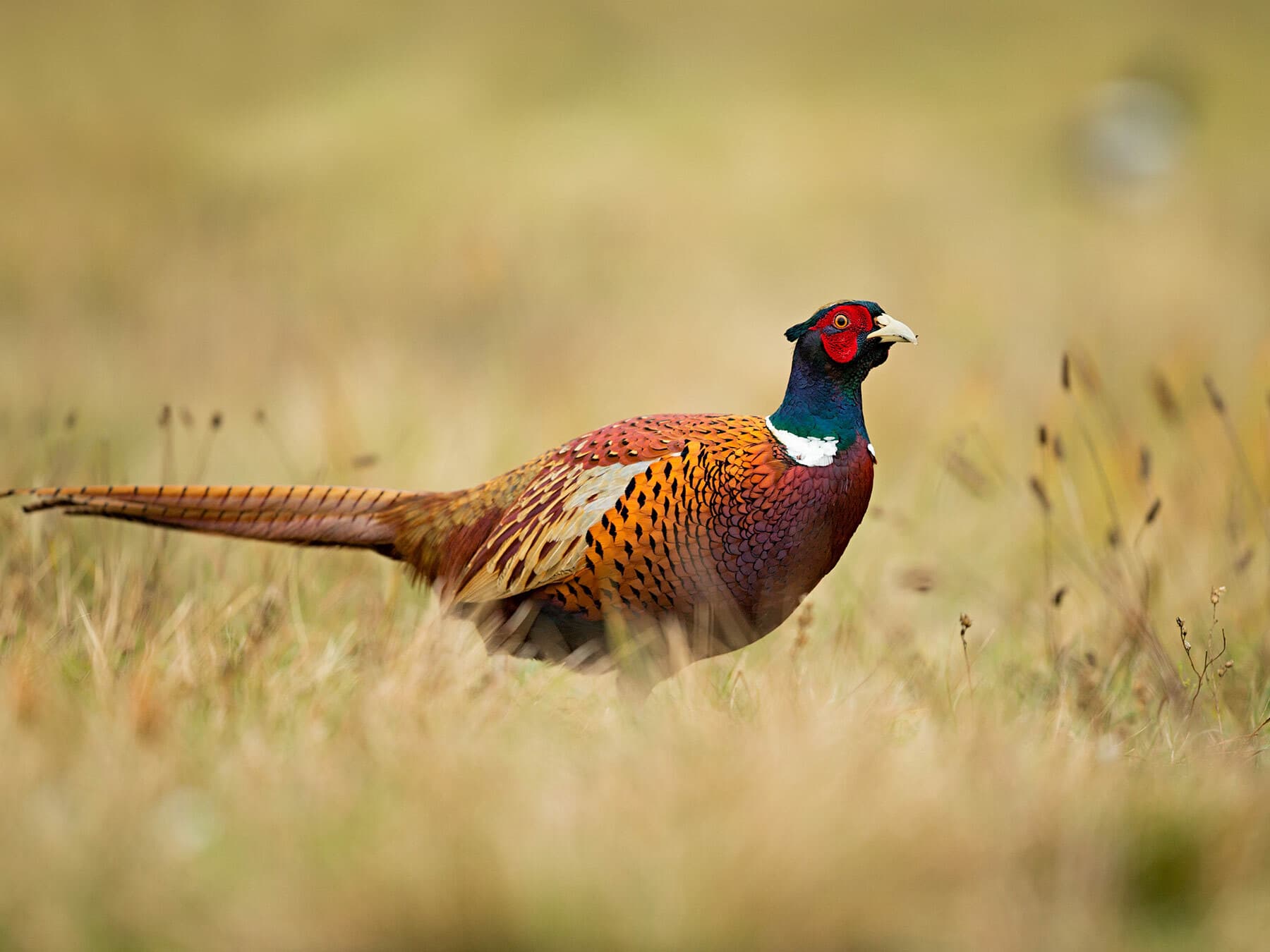 Male Common Pheasant
