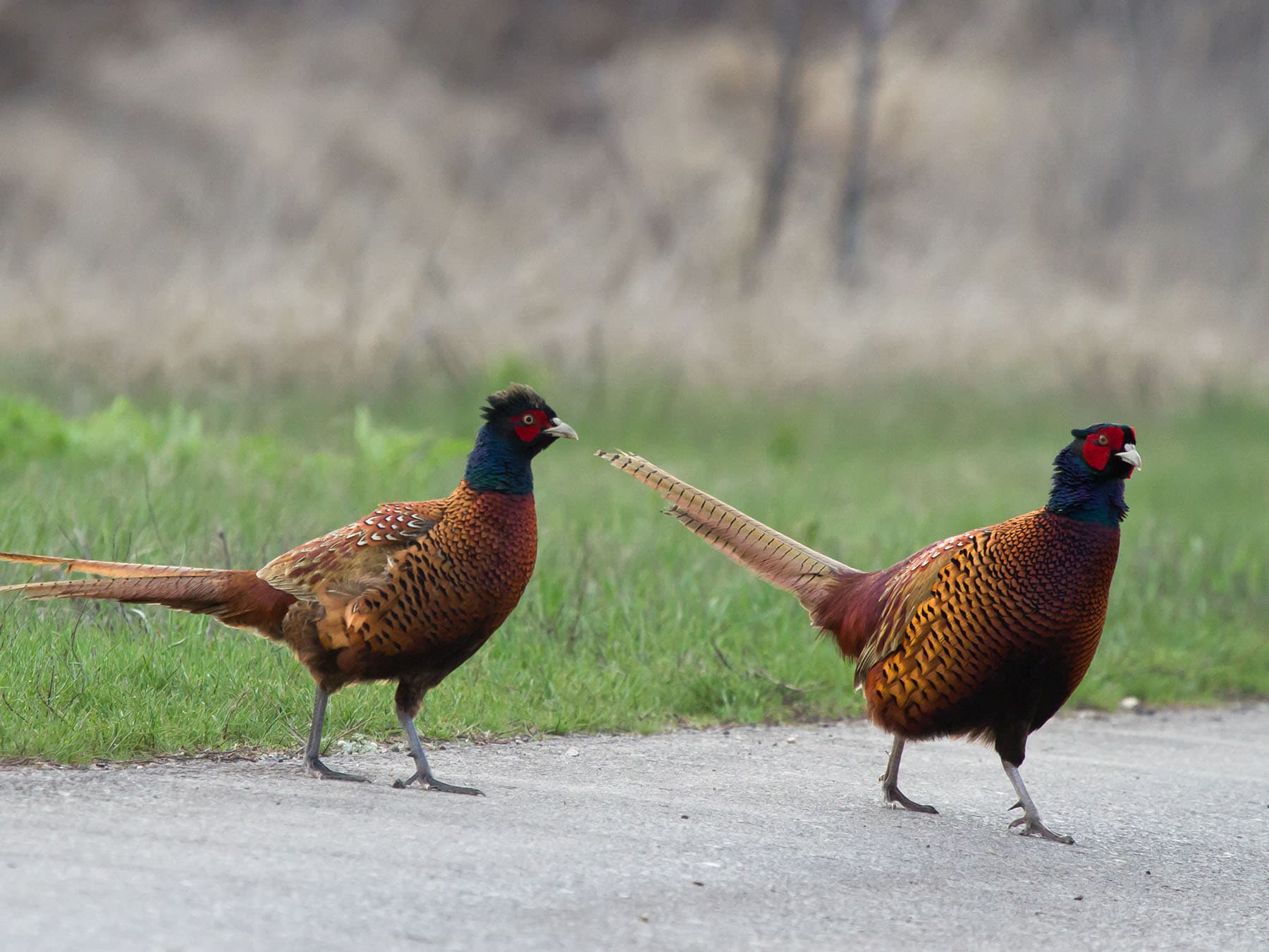 Pheasants on the road