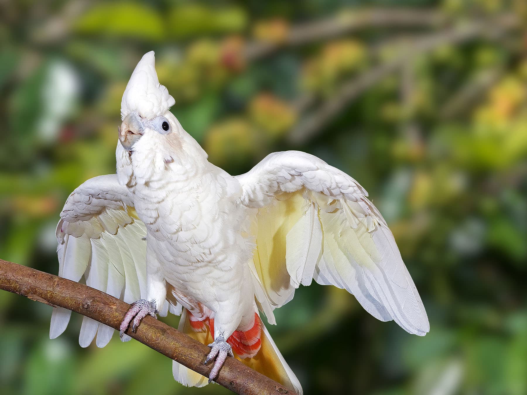 Philippine Cockatoo perching on a branch