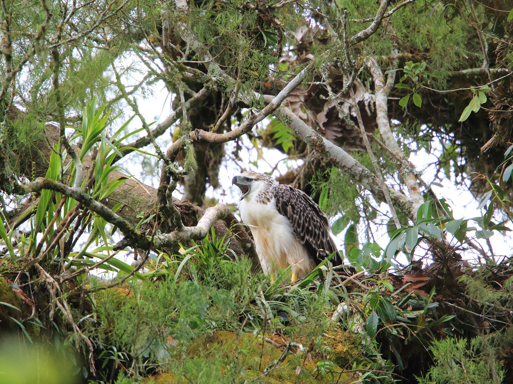 Philippine eagle perched