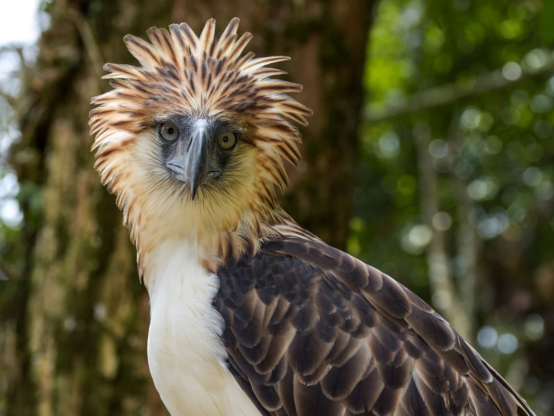 Philippine eagle portrait