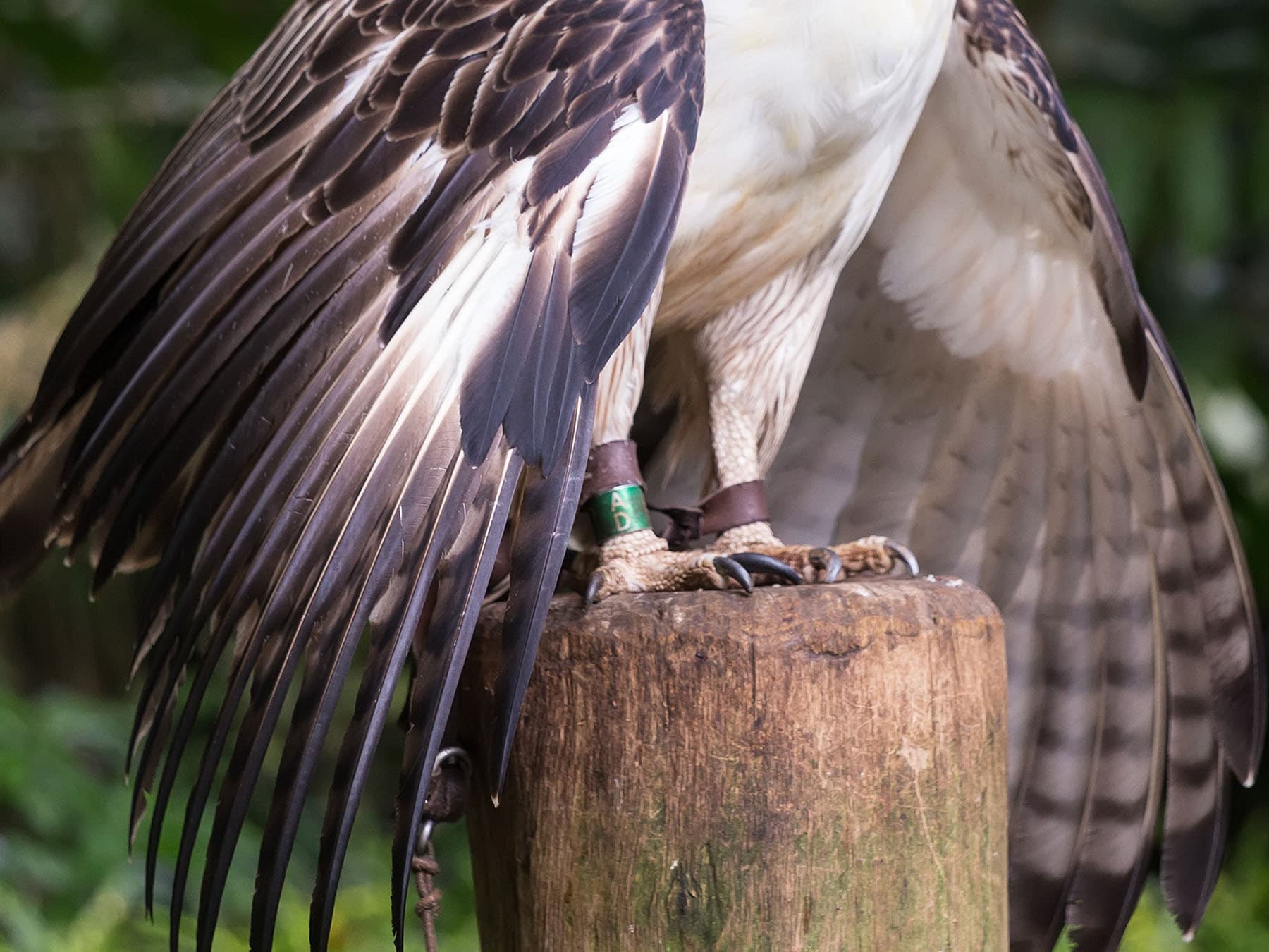 Philippine eagle talons