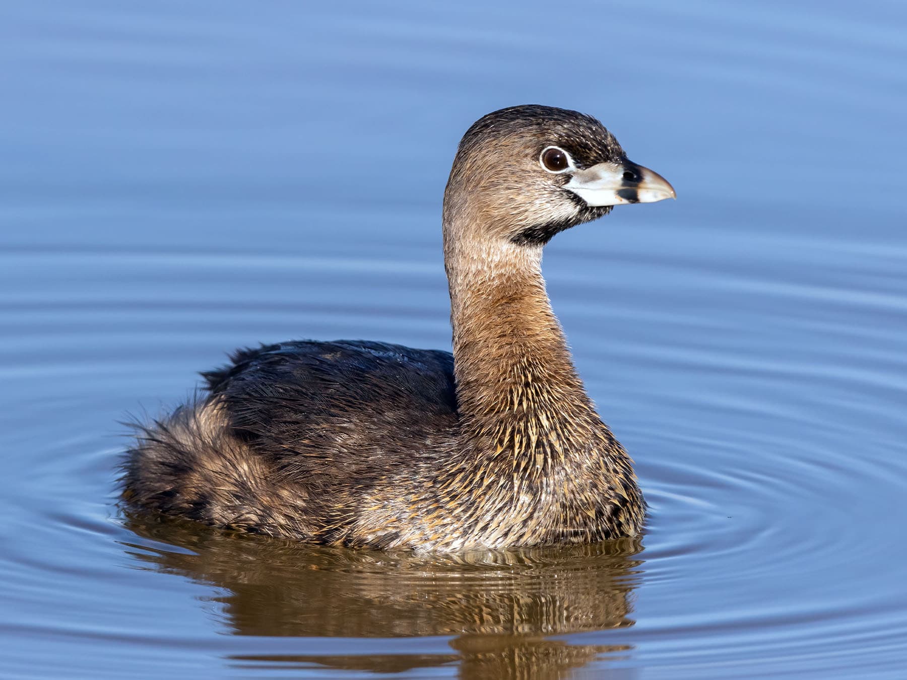 Pied-billed Grebe