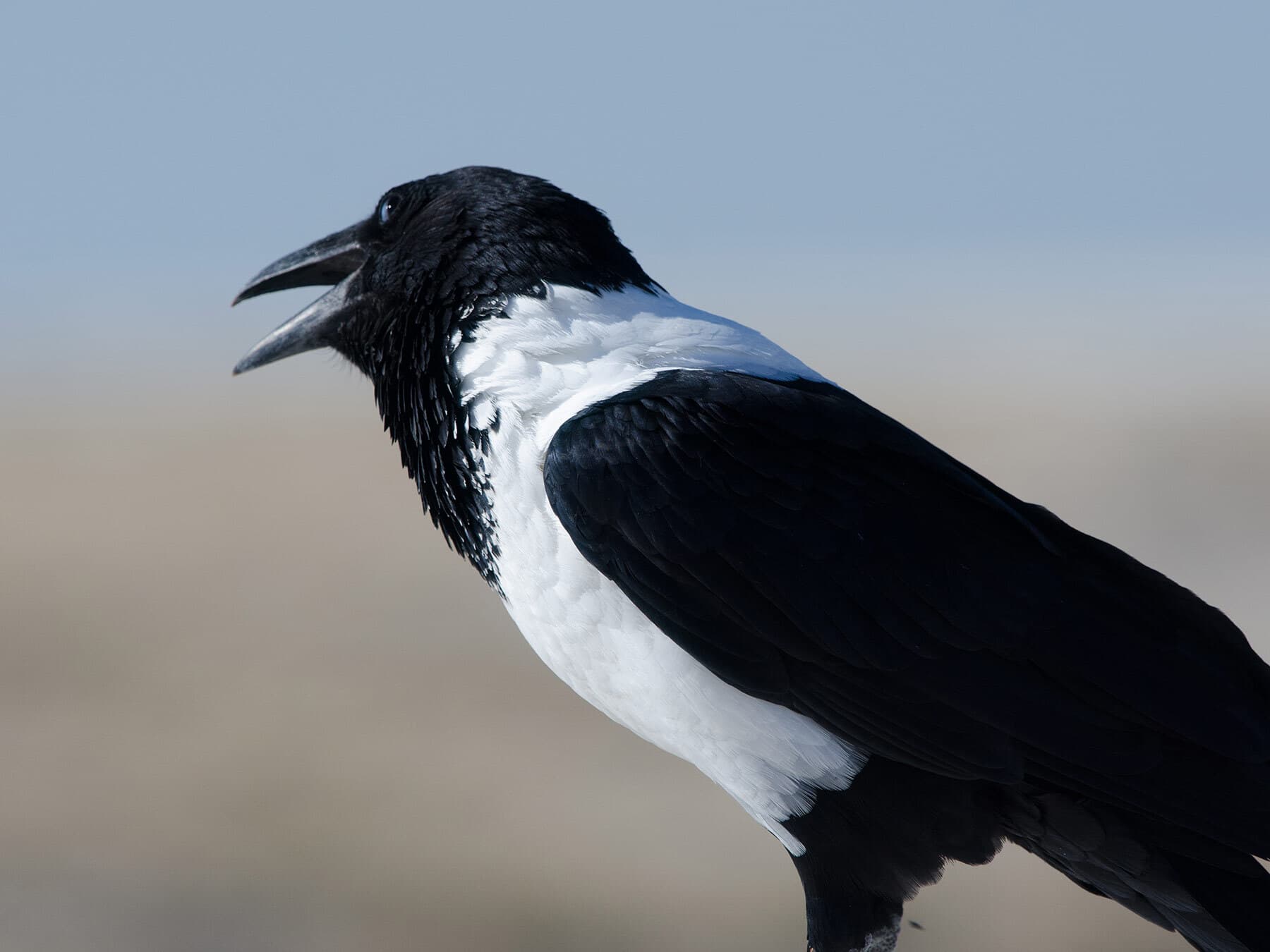 Pied Crow from a side angle