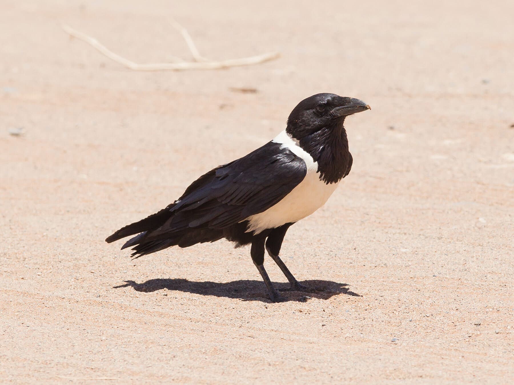 Pied crow tastebuds
